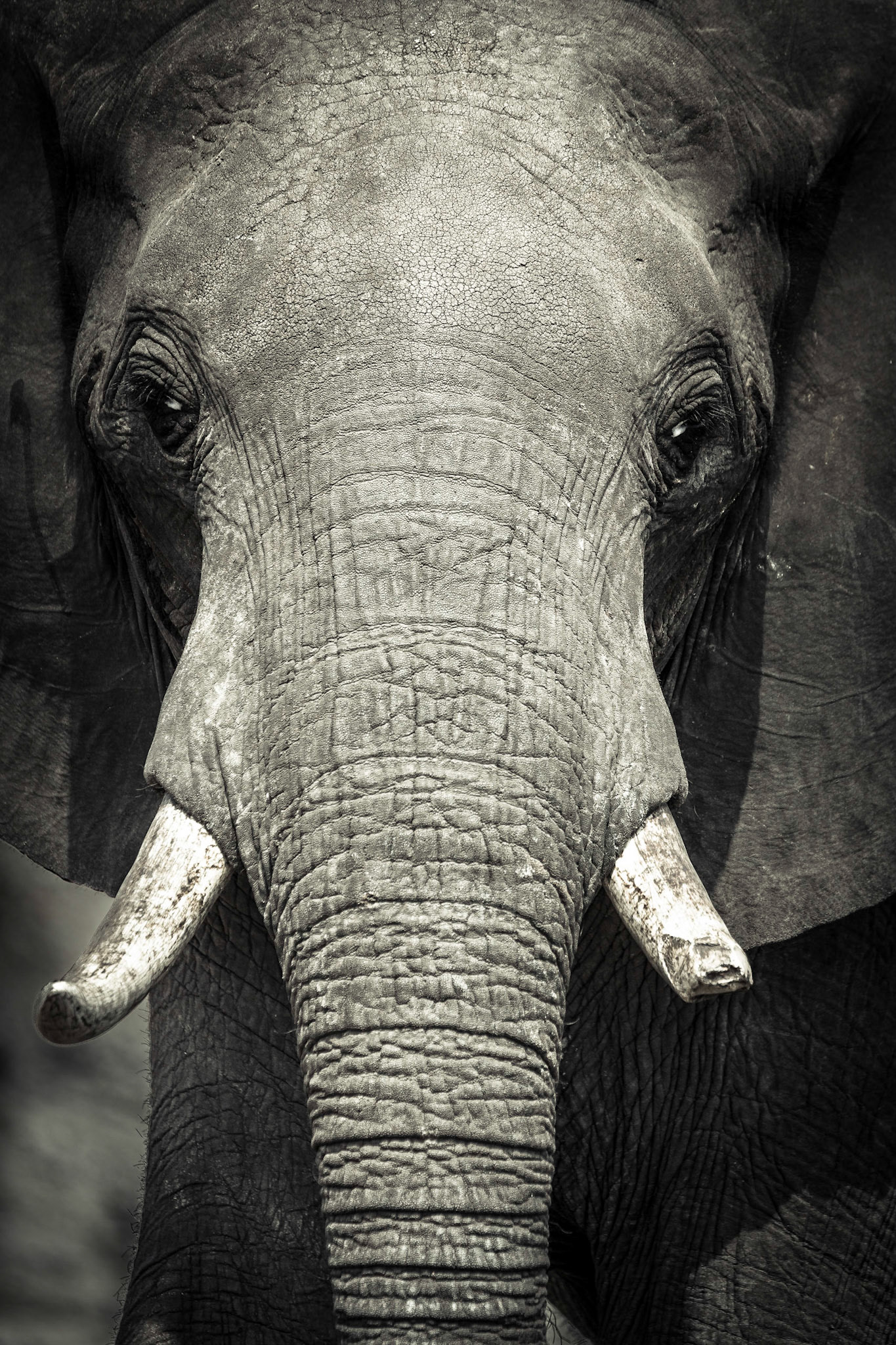 Elephant, Chobe National Park, Botswana