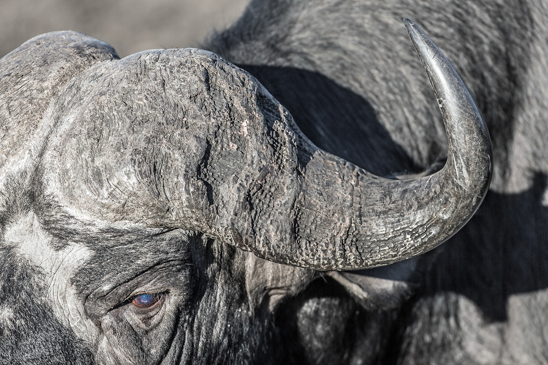African Buffalo, Manyeleti Game Reserve, South Africa