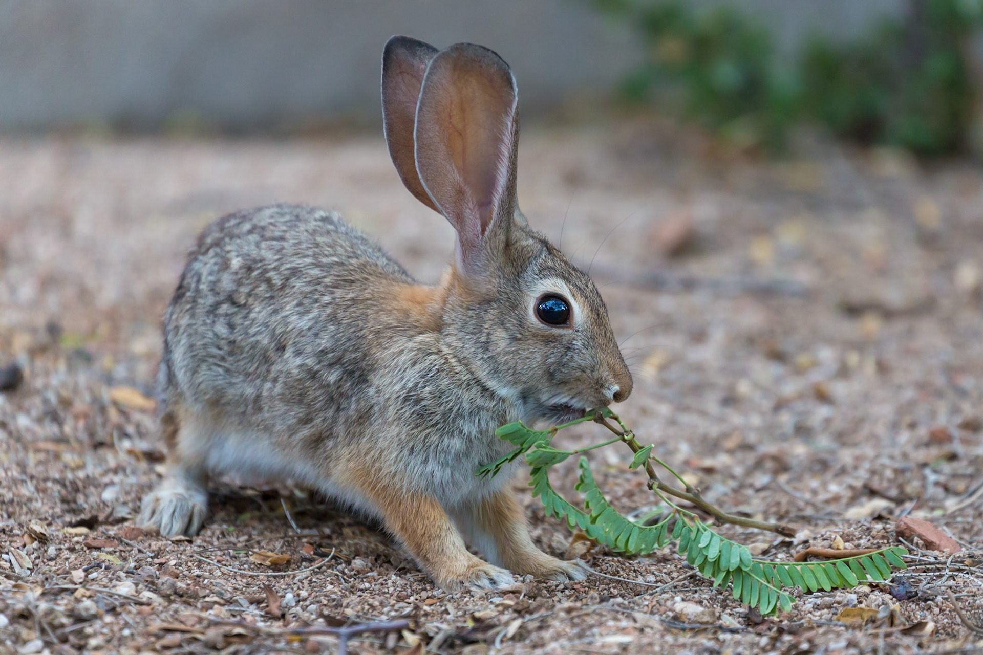 Desert Cottontail, Tucson, Arizona, USA