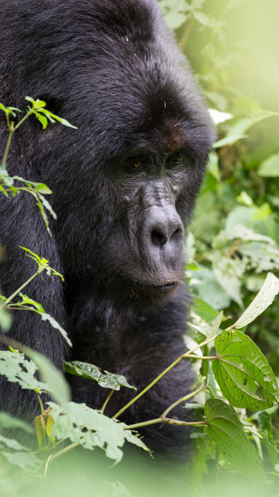 Mountain Gorilla, Bwindi Impenetrable Forest, Uganda