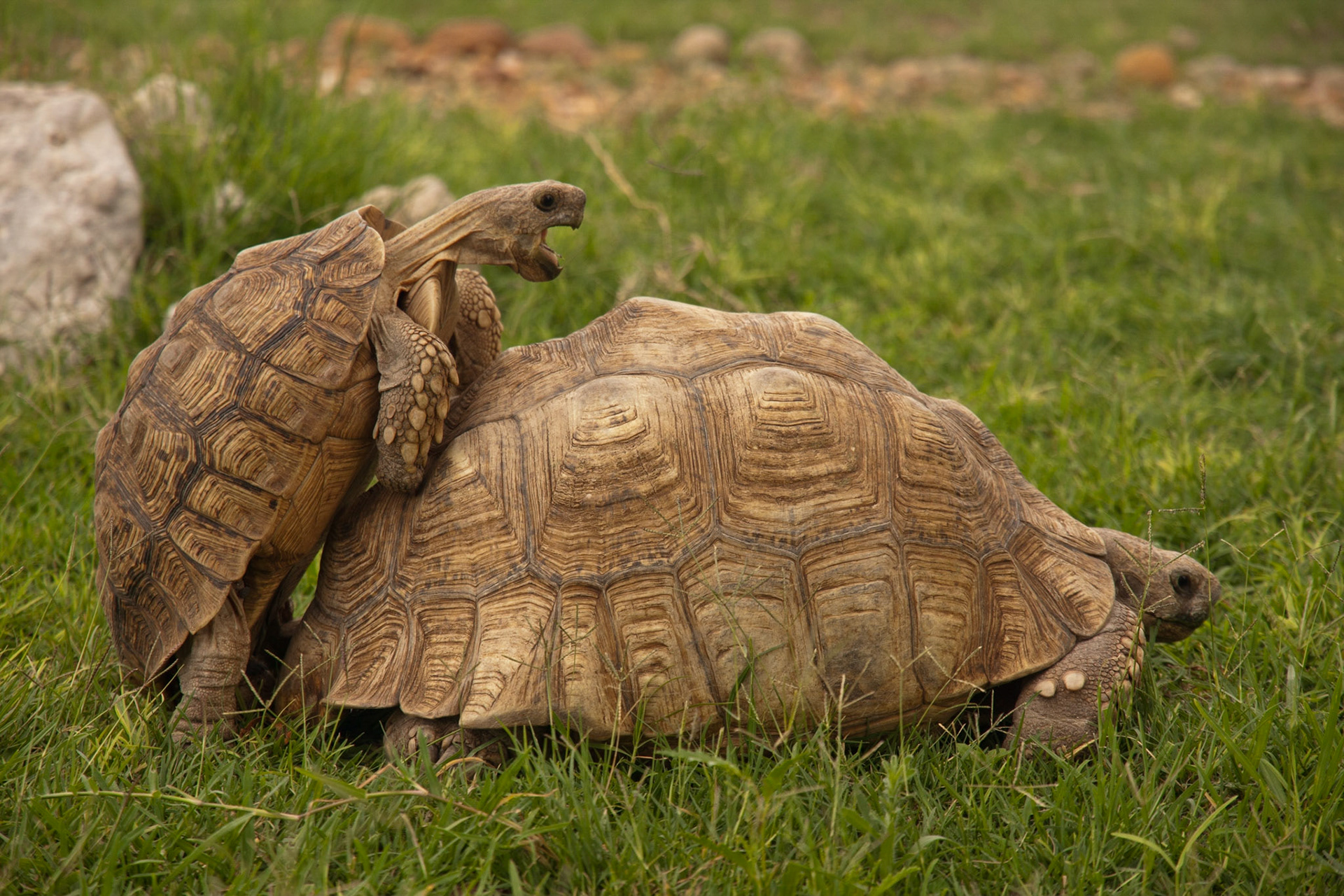 Leopard Tortoises, Omaheke, Namibia