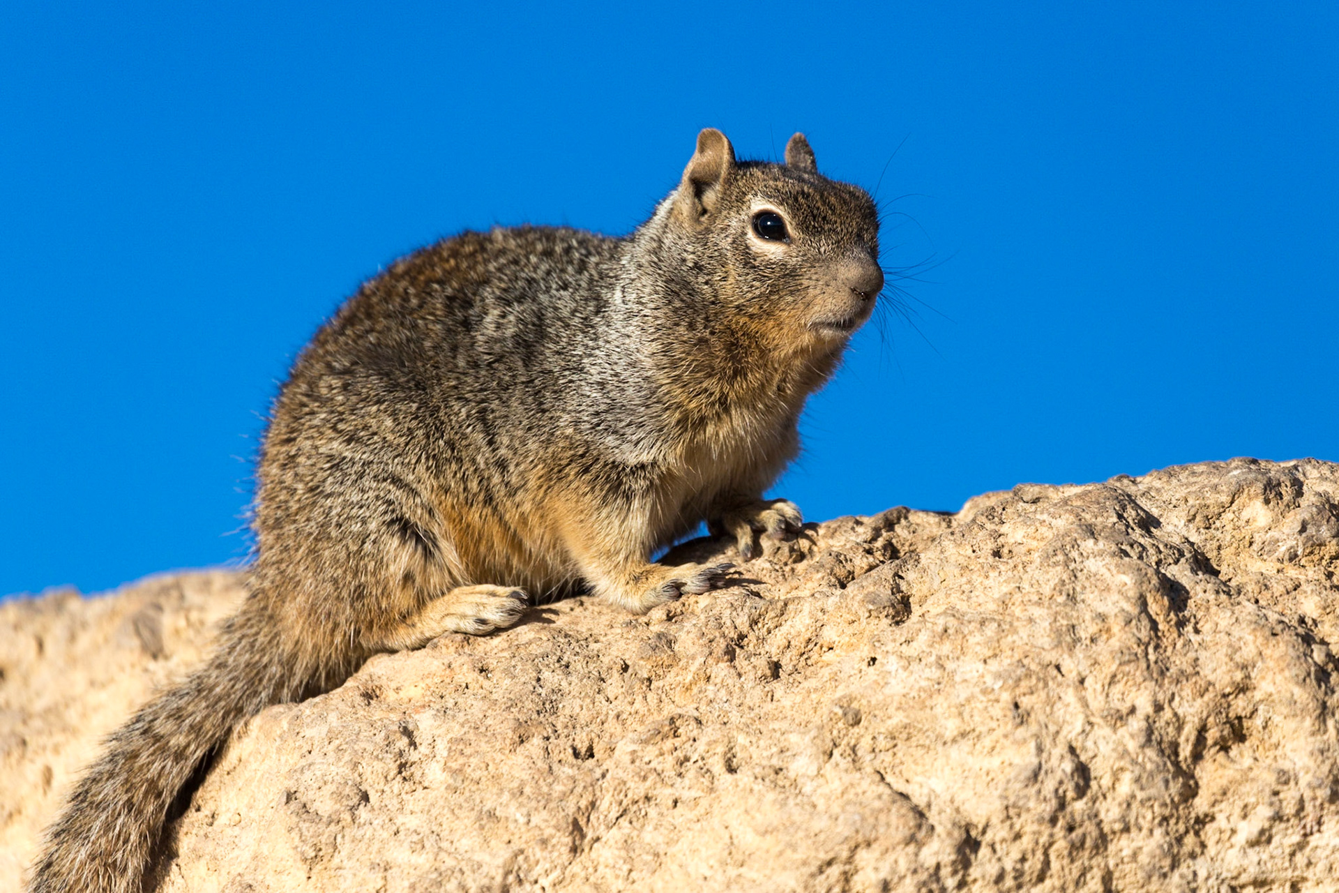 Rock Squirrel, Grand Canyon, Arizona, USA