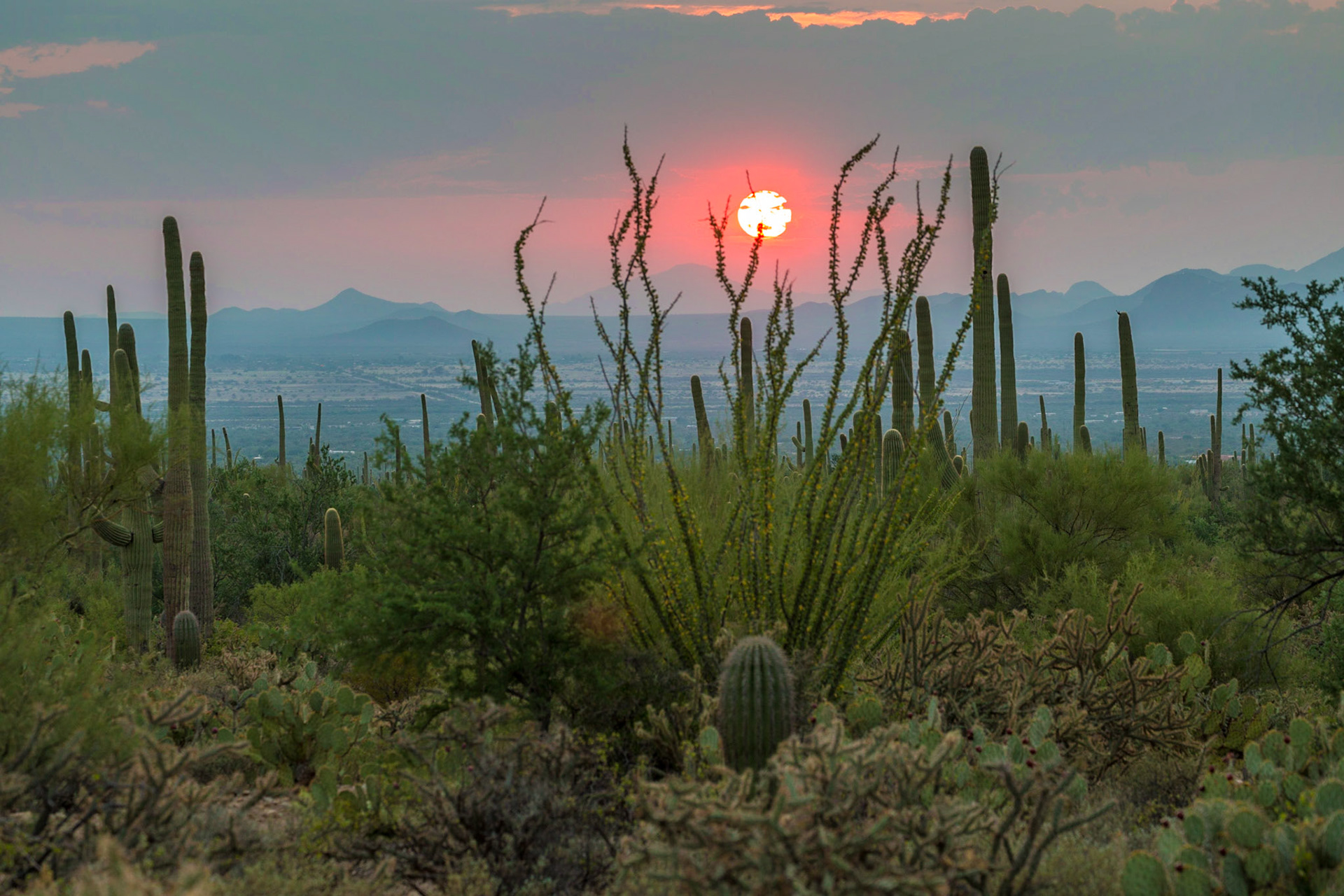 Saguaro National Park, Arizona, USA