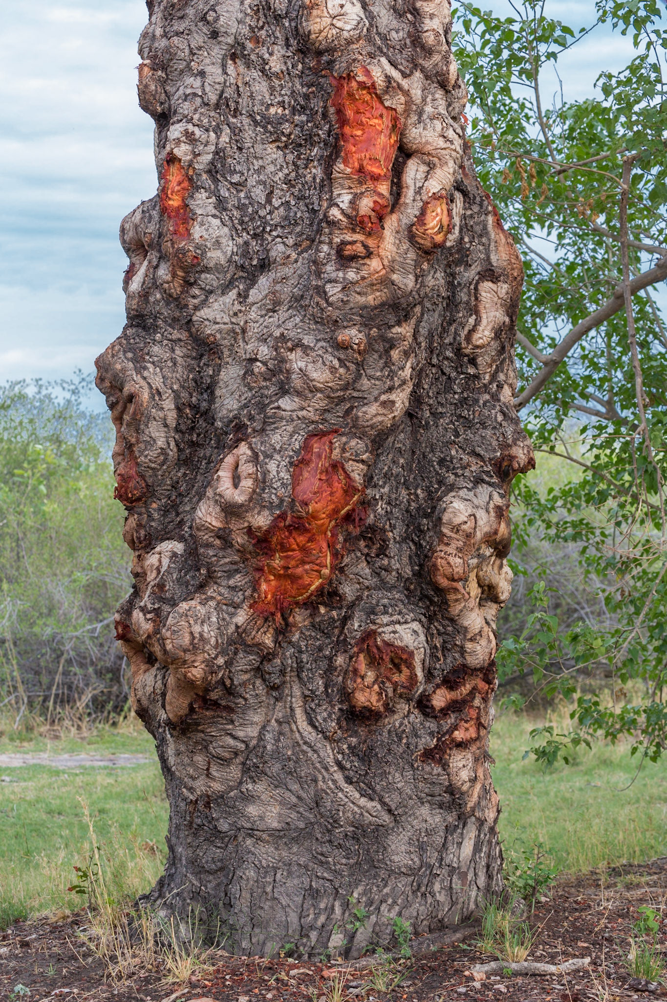 Okavango Delta, Botswana
