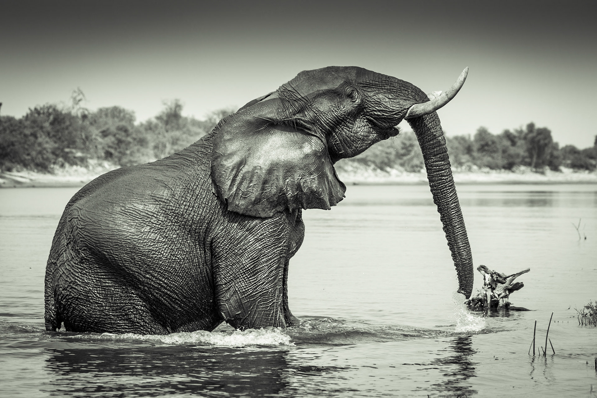 Elephant, Chobe National Park, Botswana