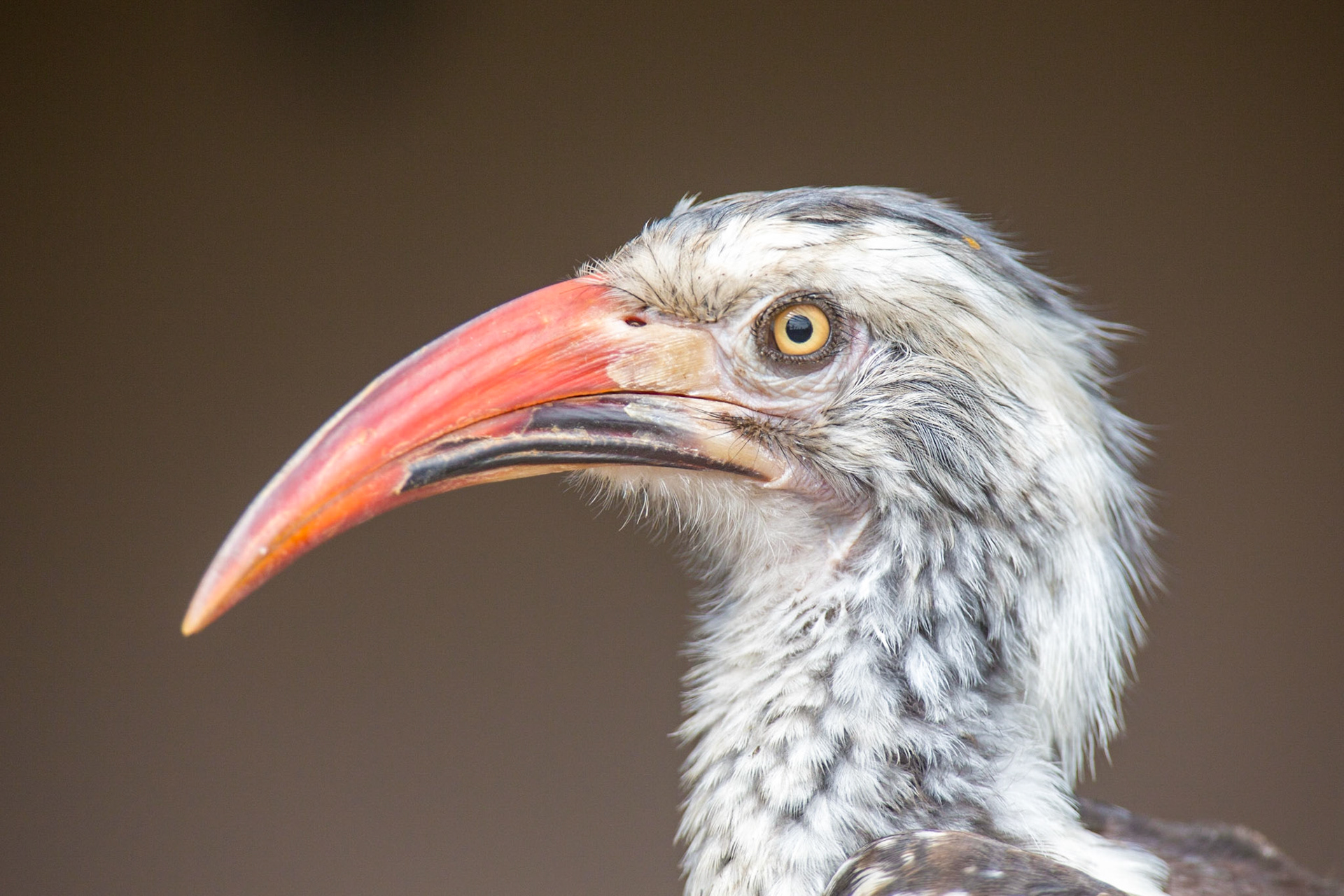 Red-billed Hornbill, Timbavati Game Reserve, South Africa