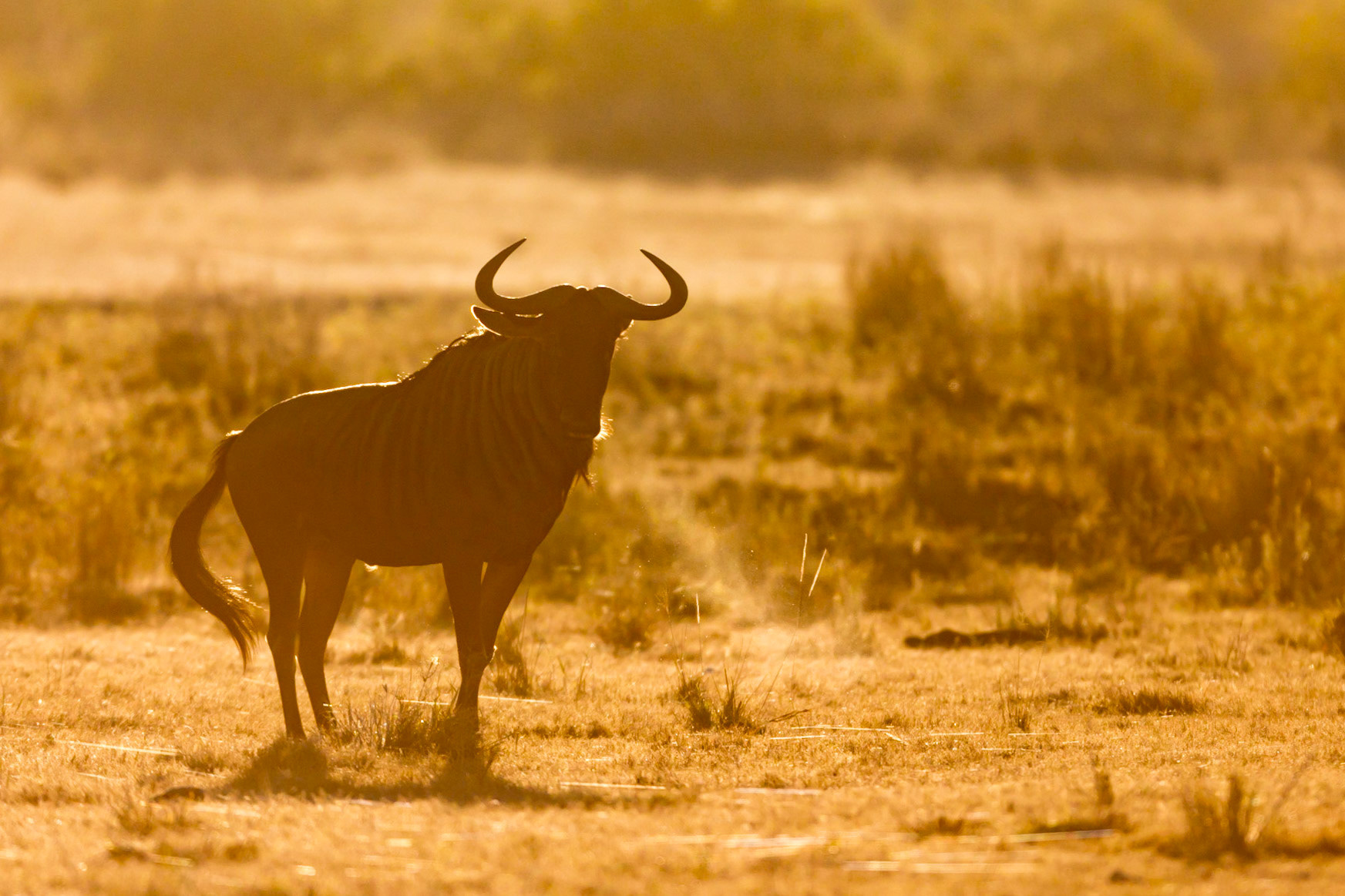 Blue Wildebeest (Gnu), Timbavati Game Reserve, South Africa