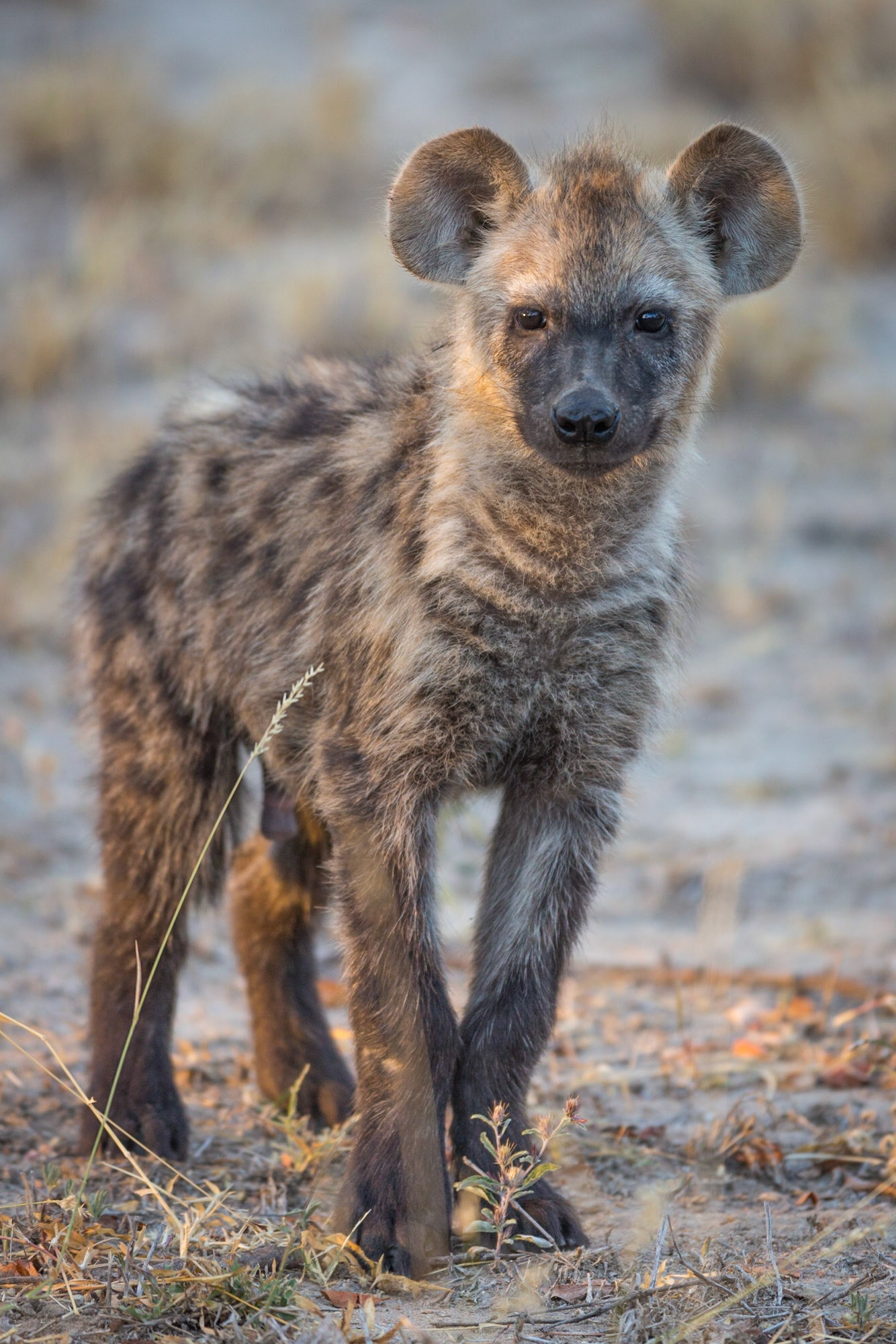 Spotted Hyena, Timbavati Game Reserve, South Africa