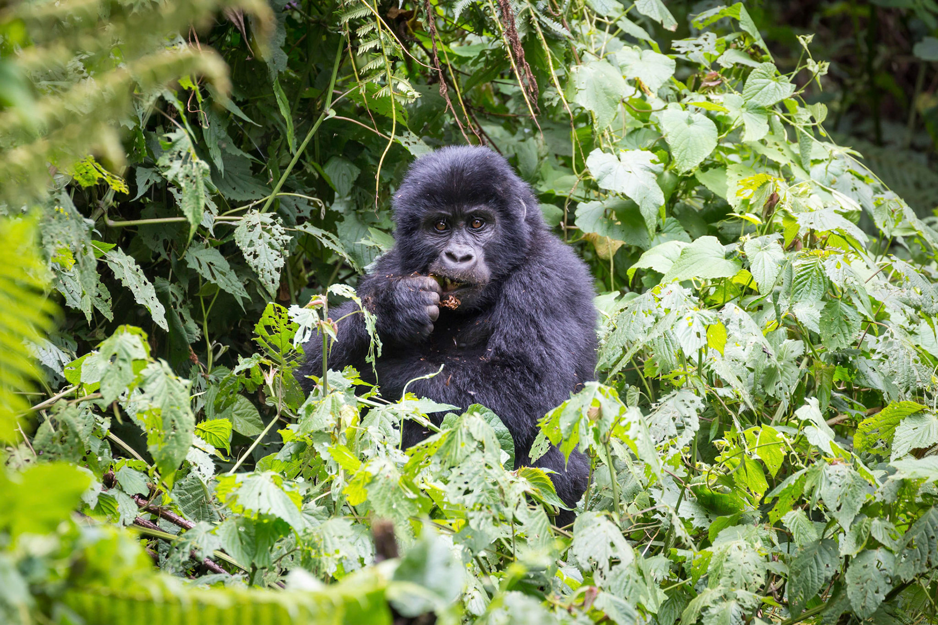 Mountain Gorilla, Bwindi Impenetrable Forest, Uganda