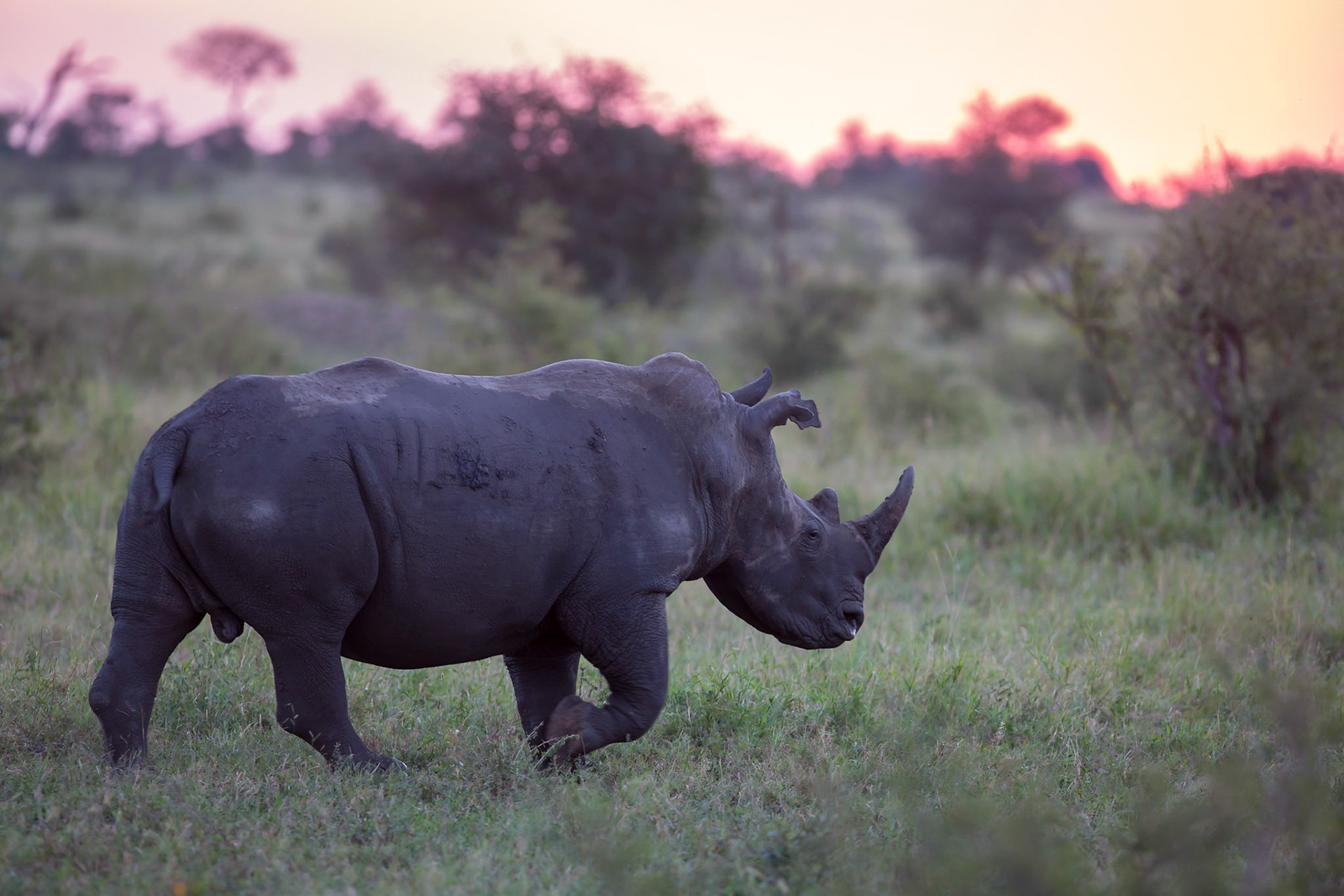 White Rhino, Manyeleti Game Reserve, South Africa