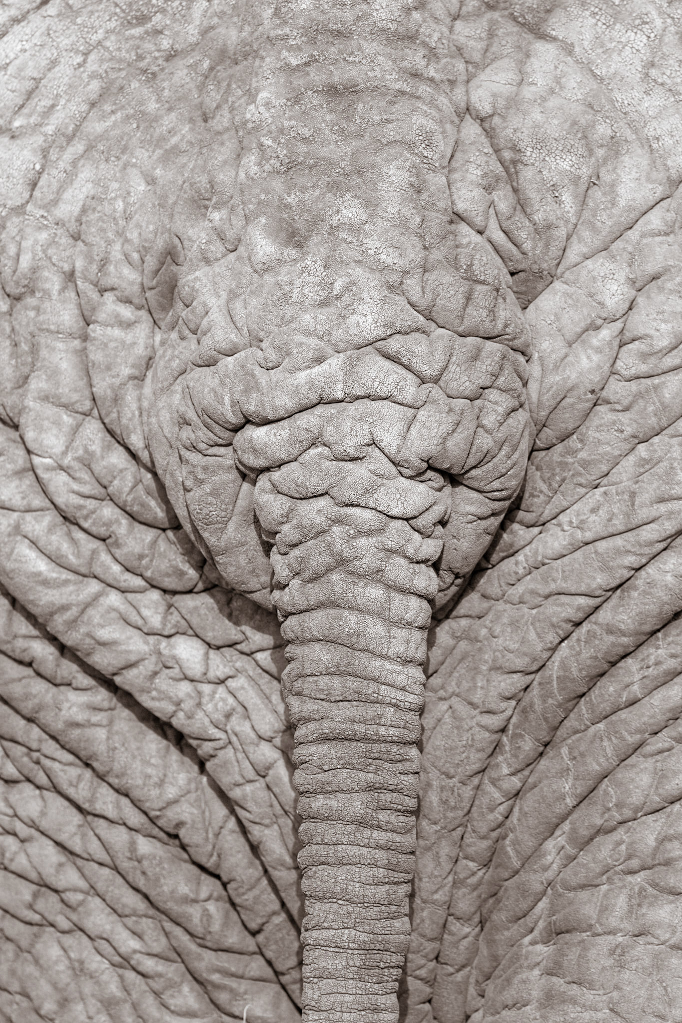 Elephant, Klaserie Game Reserve, South Africa