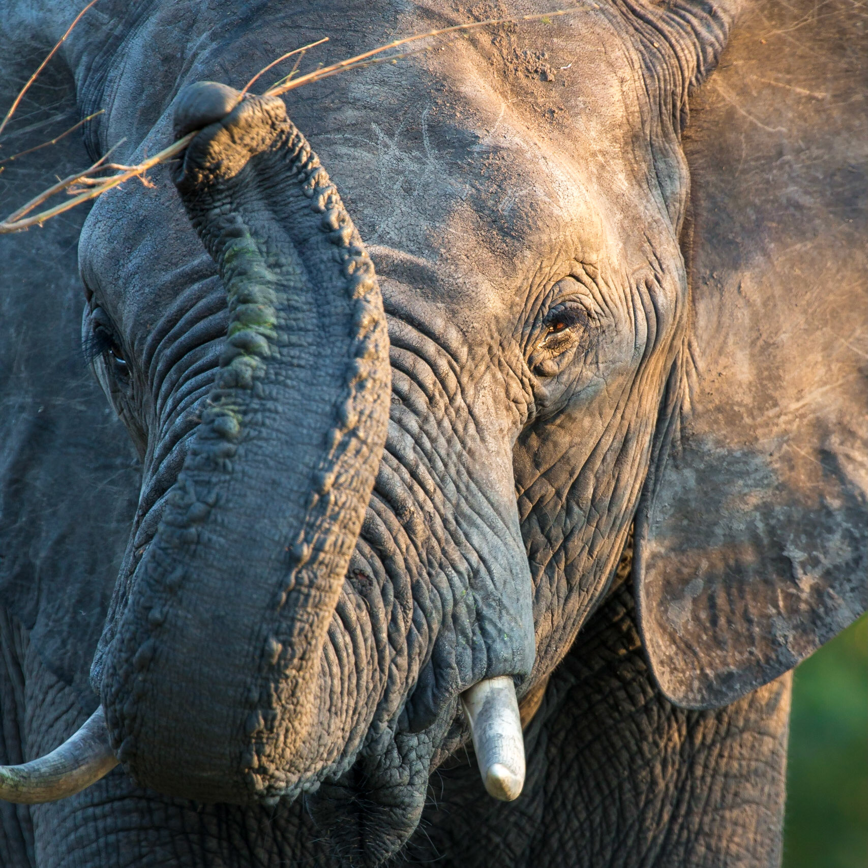 Elephant, Timbavati Game Reserve, South Africa