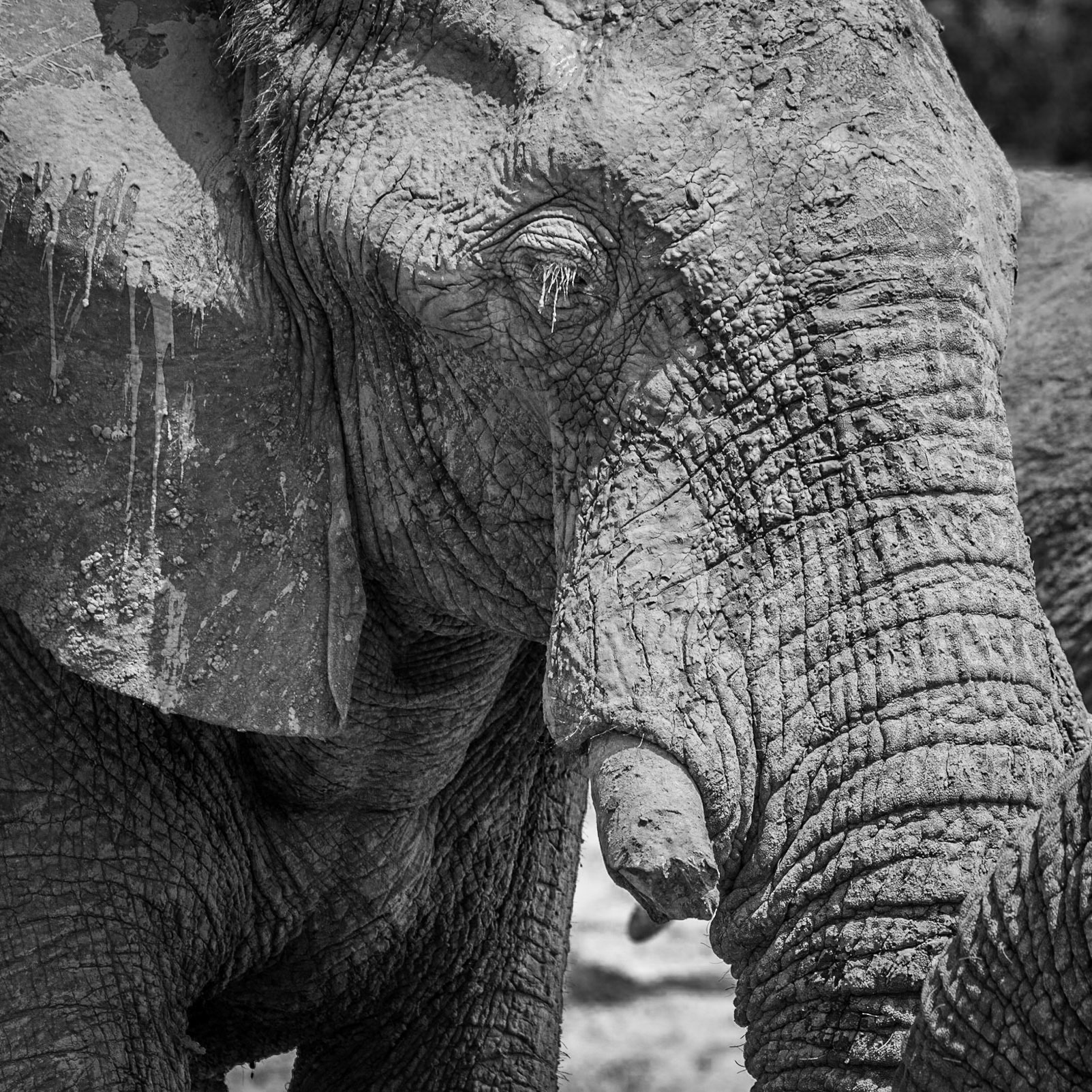 Elephant,  Savuti Marsh Area, Botswana