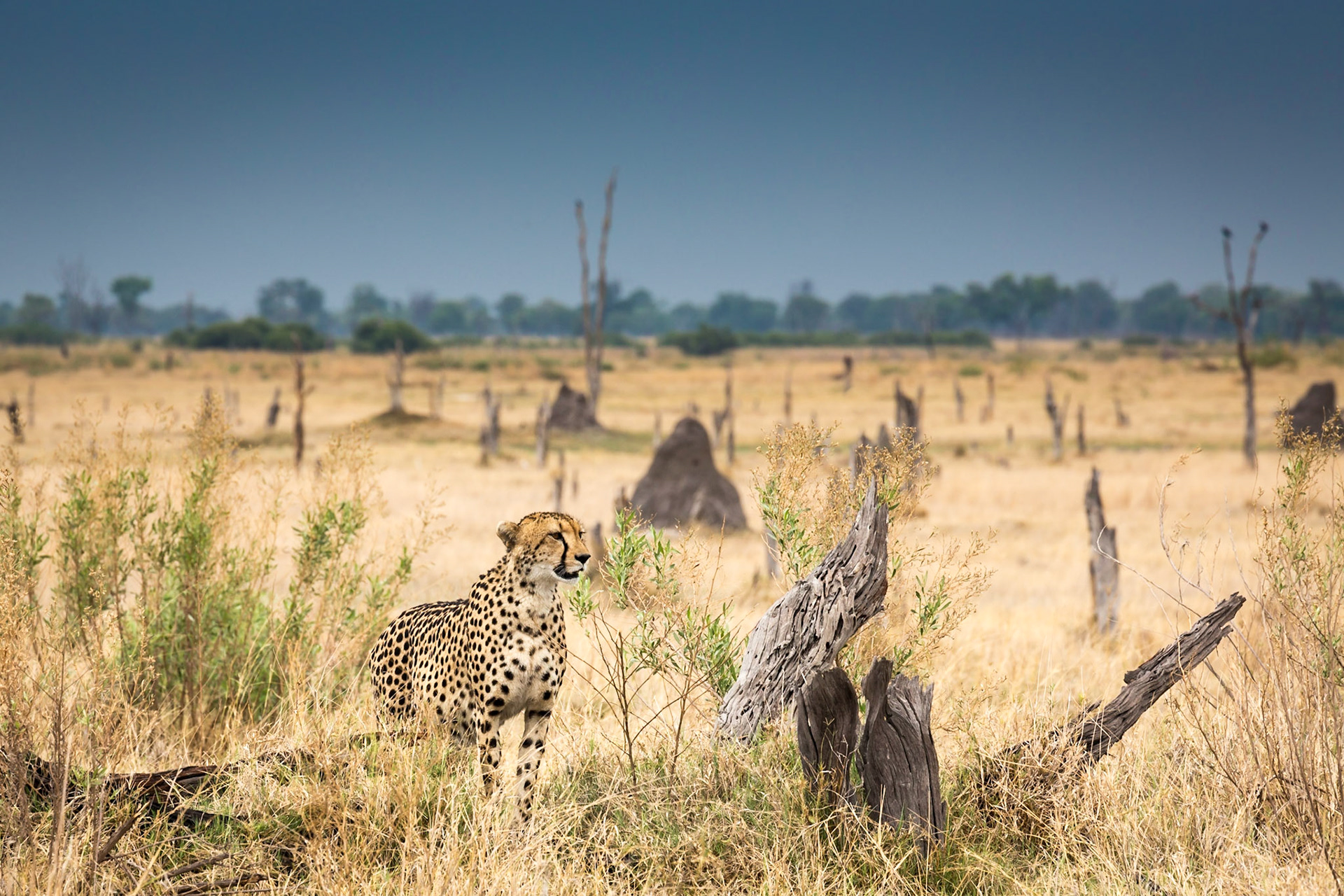Cheetah, Okavango Delta, Botswana