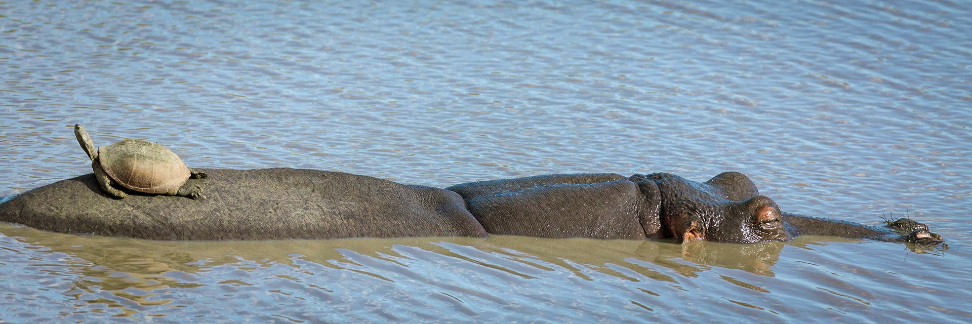 Serrated Hinged Terrapin on Hippo, Timbavati Game Reserve, South Africa