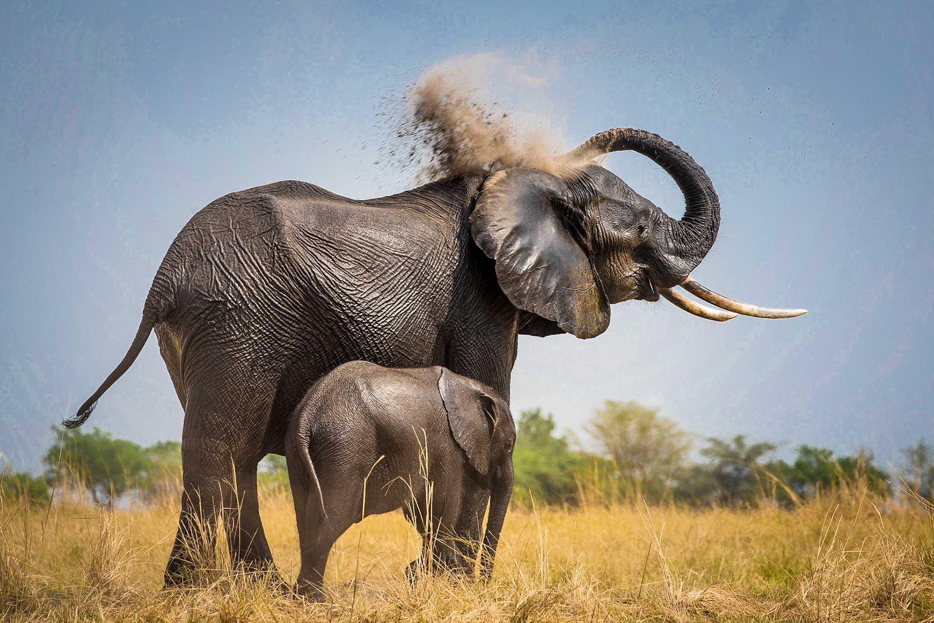 Elephants, Chobe National Park, Botswana