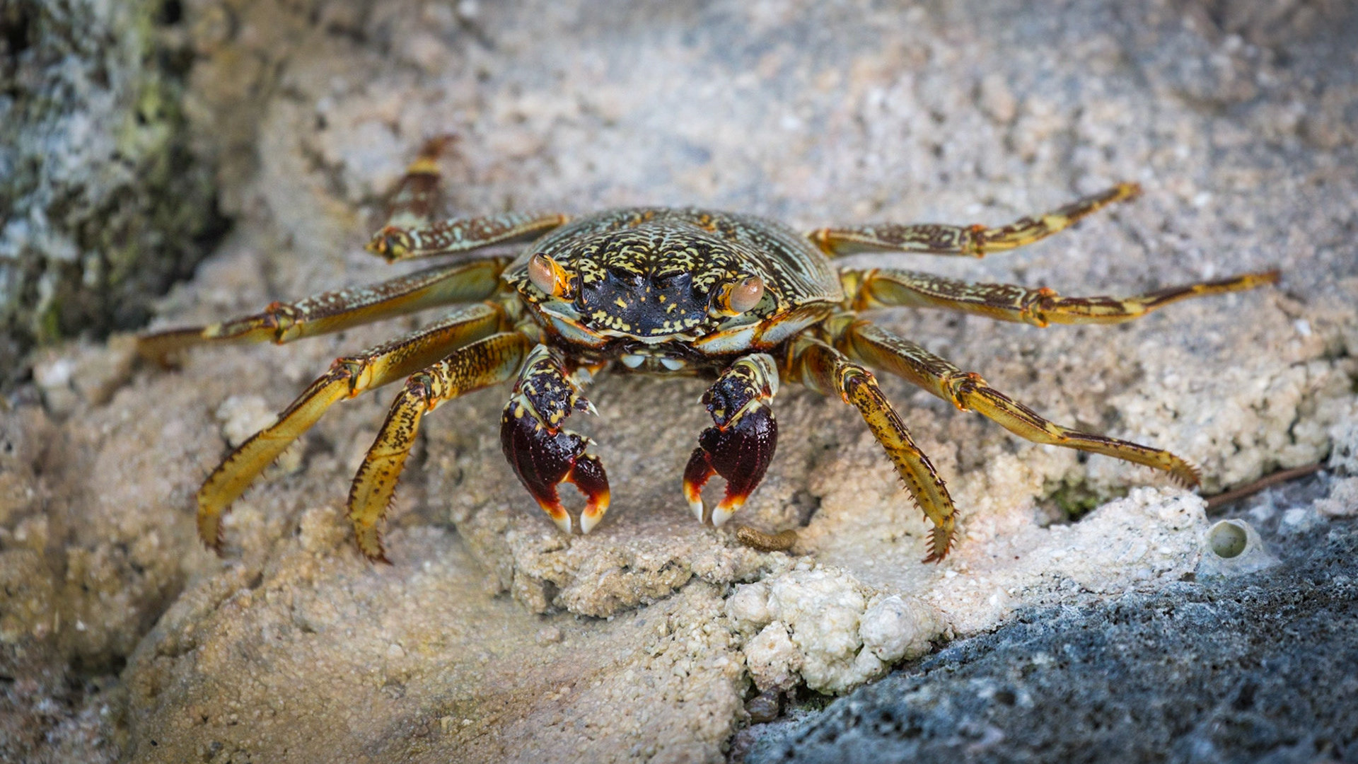 Swift-Footed Rock Crab, Maldives