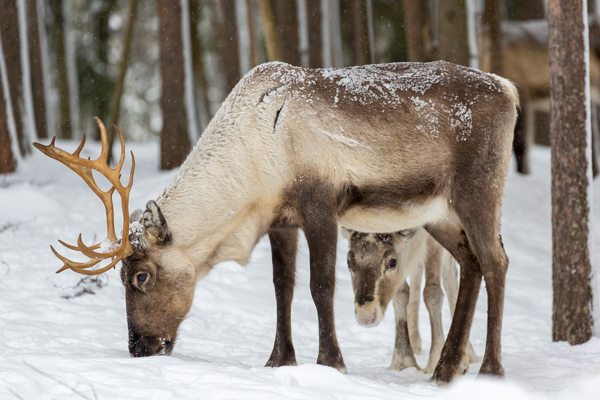 Reindeers, Arctic Circle, Finland
