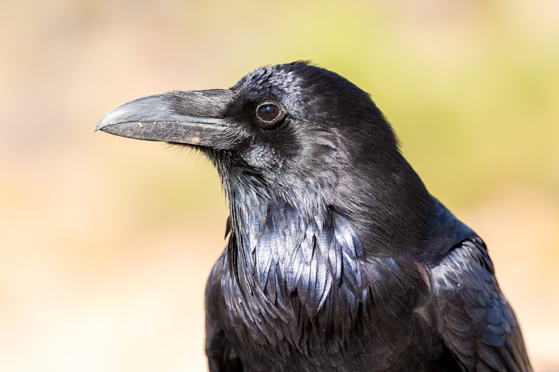 Crow, Arches National Park, Utah, USA
