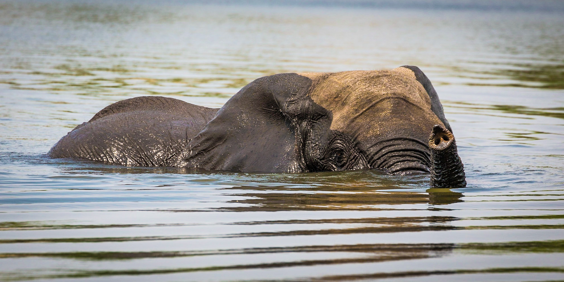 Elephant, Chobe National Park, Botswana