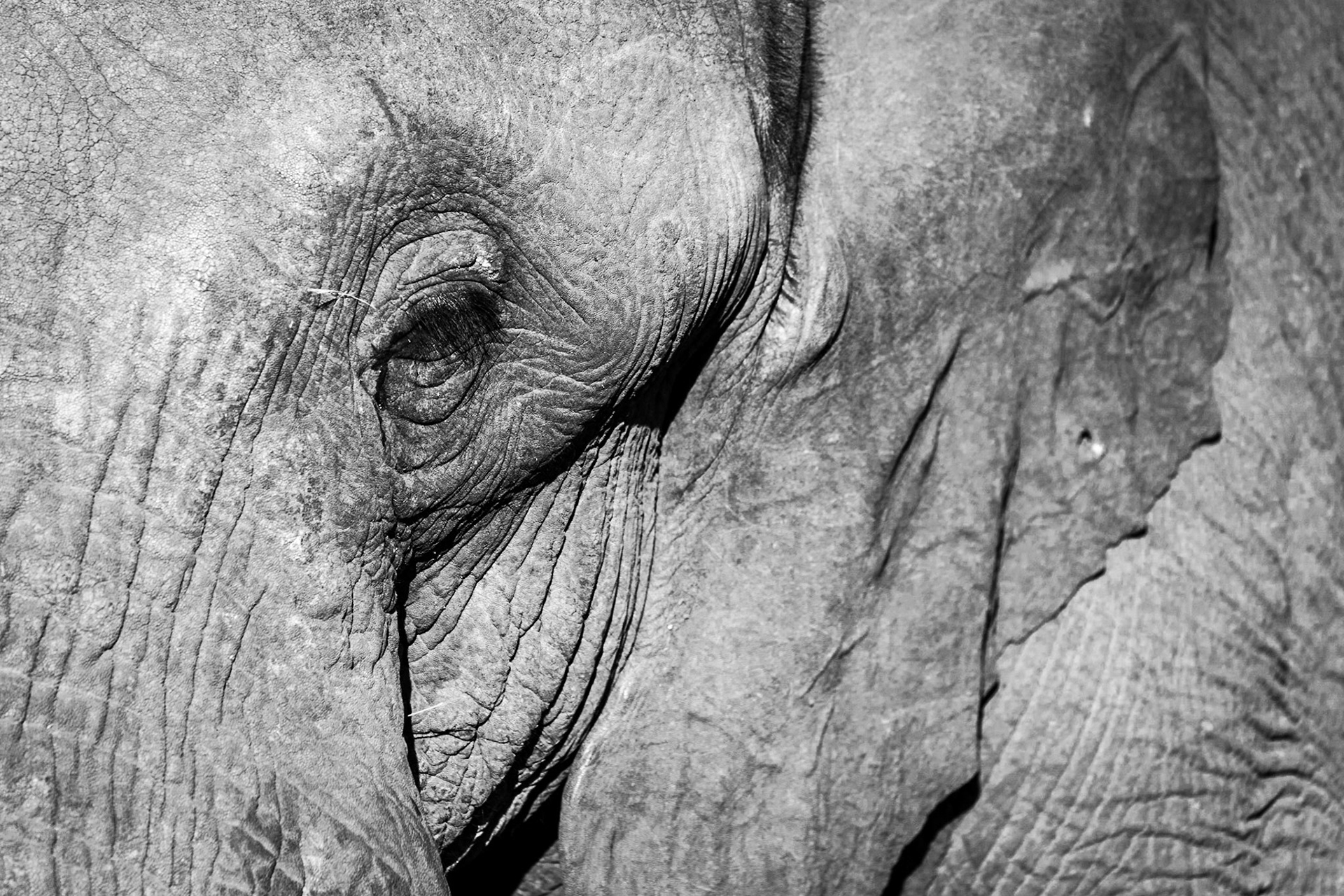 Elephant, Manyeleti Game Reserve, South Africa