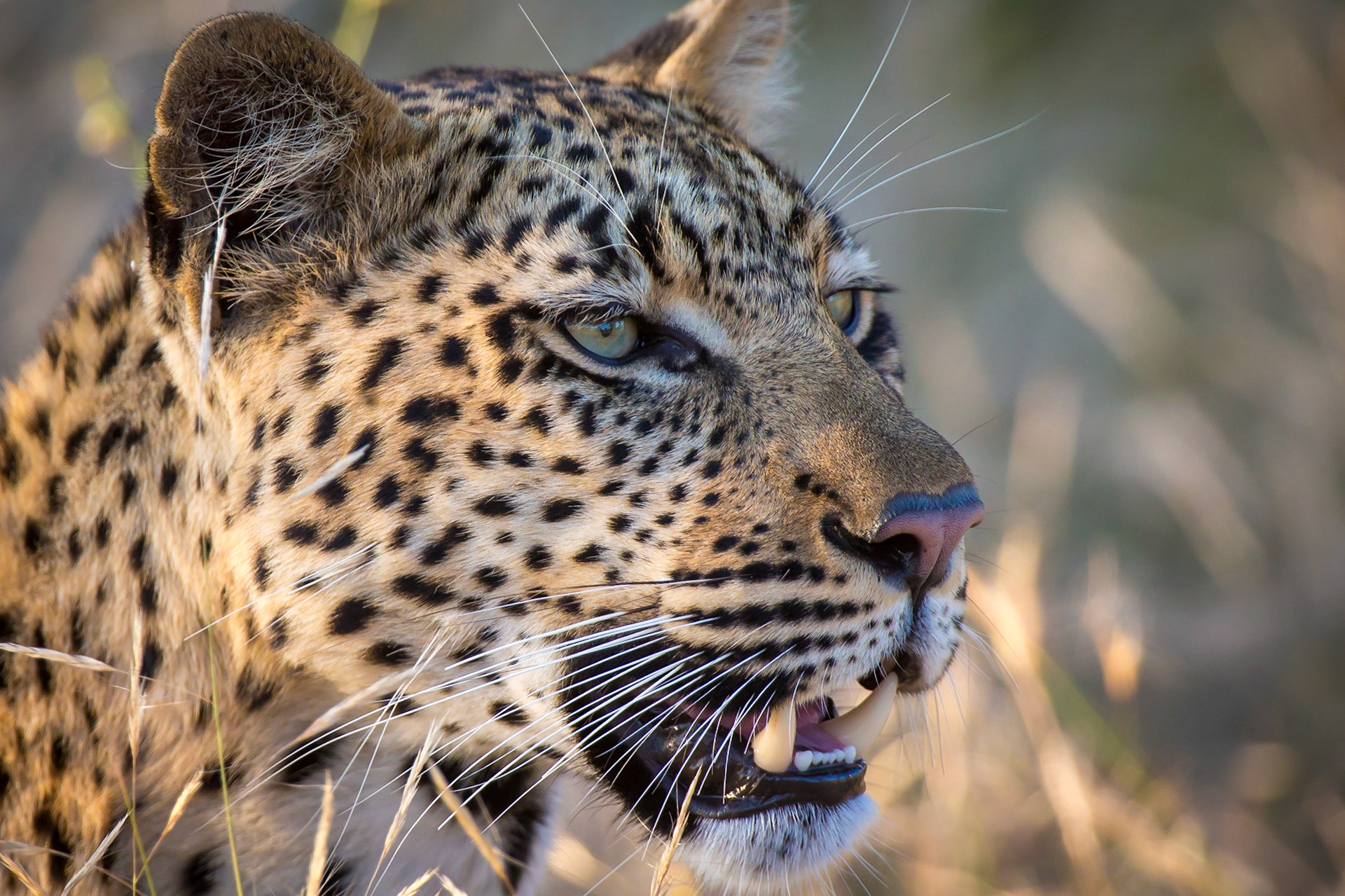 Leopard, Klaserie Game Reserve, South Africa