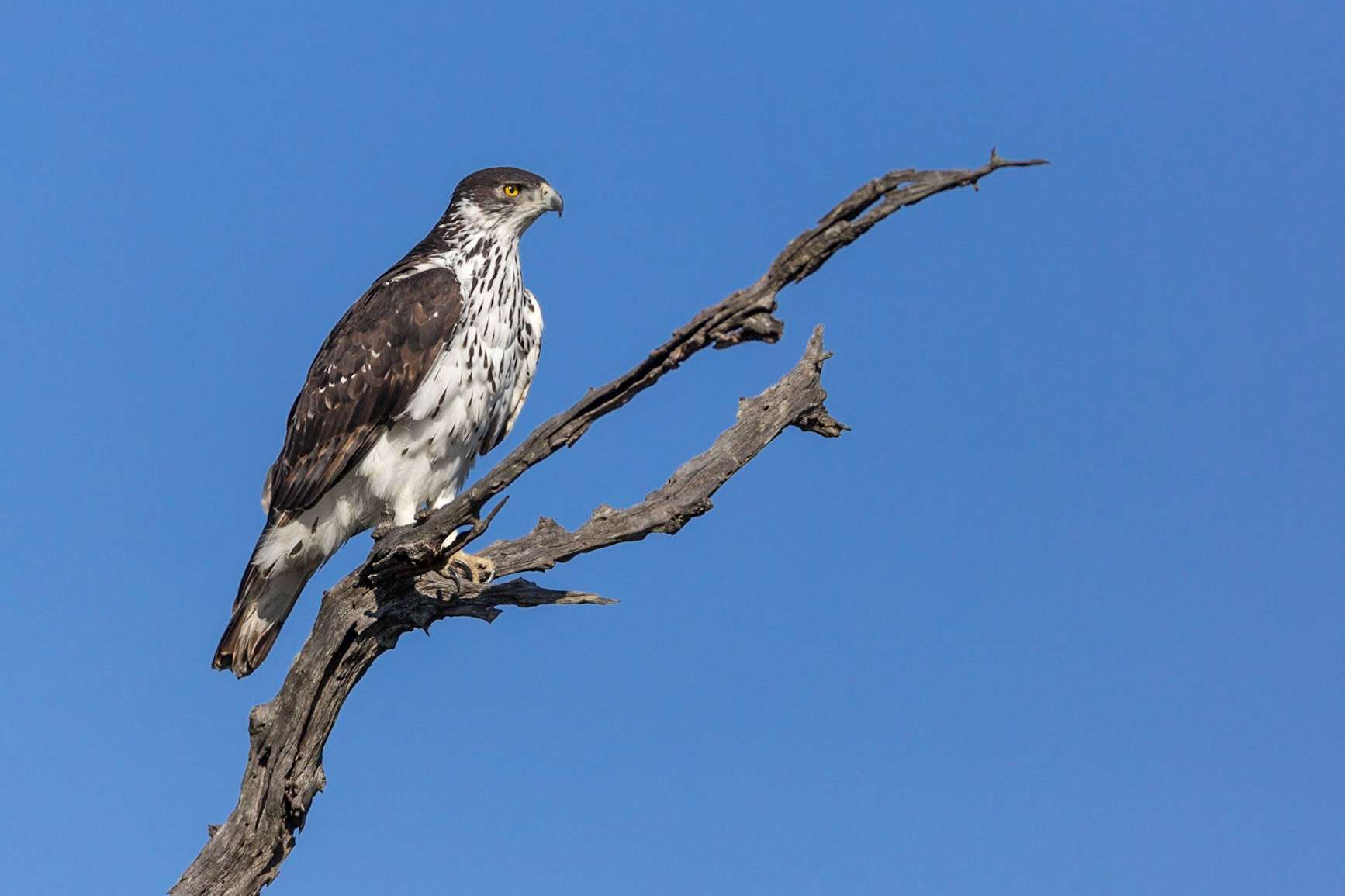 African Hawk Eagle, Timbavati Game Reserve, South Africa