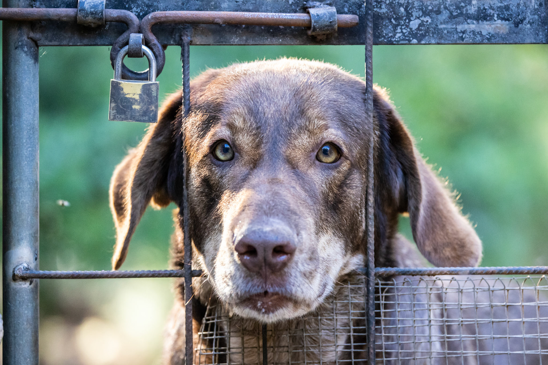 Herding Dog, Llubí, Mallorca, Spain