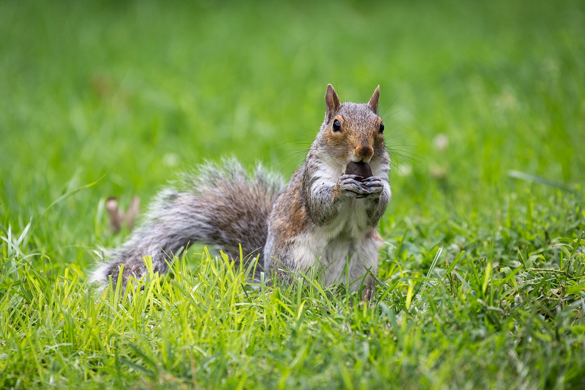 Gray Squirrel, Boston, Massachusetts, USA