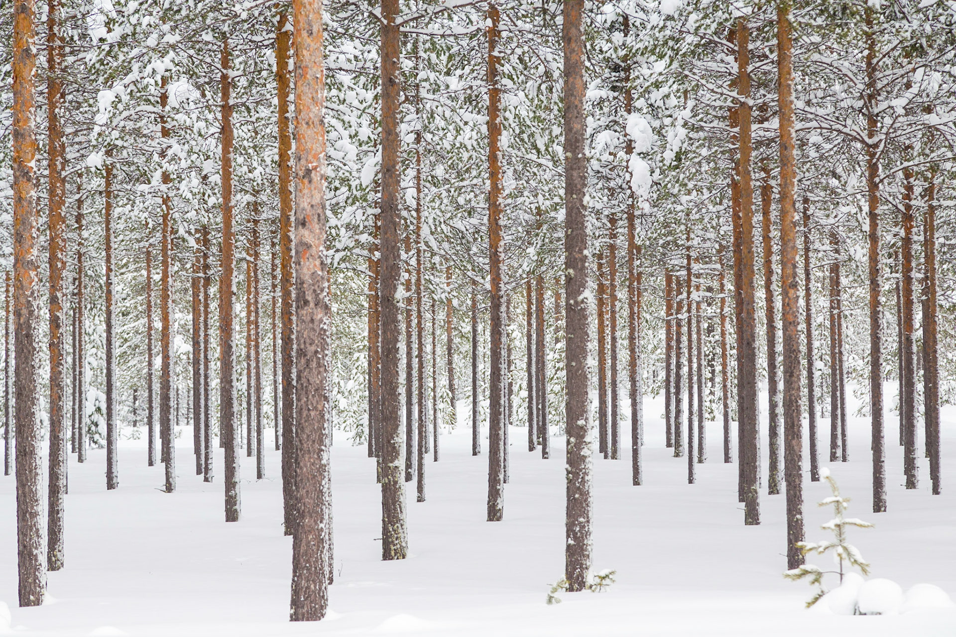 Boreal Forest, Arctic Circle, Finland