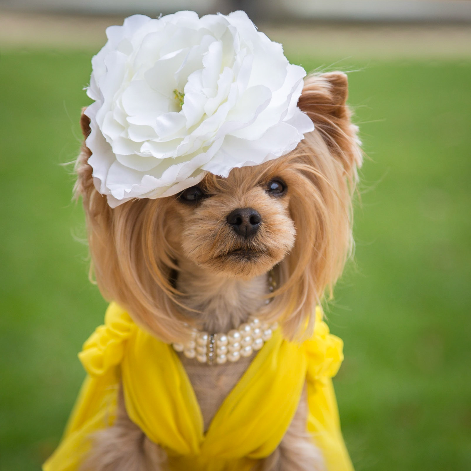 Yorkshire Terrier, Place des Vosges, Paris, France