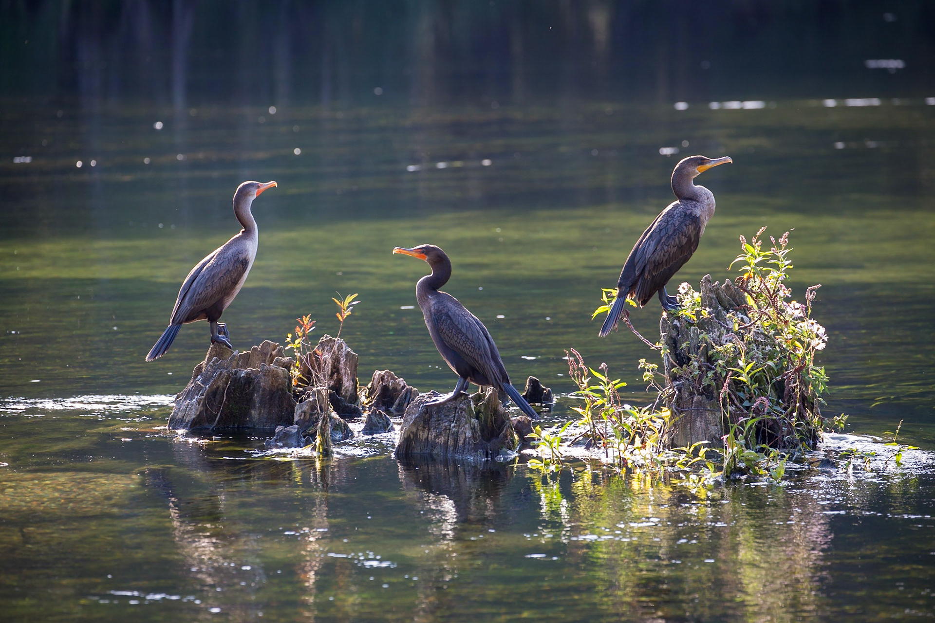 Double-crested Cormorants, Wakulla Springs, Florida, USA