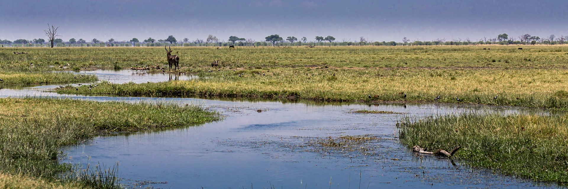 Savuti Marsh Area, Botswana