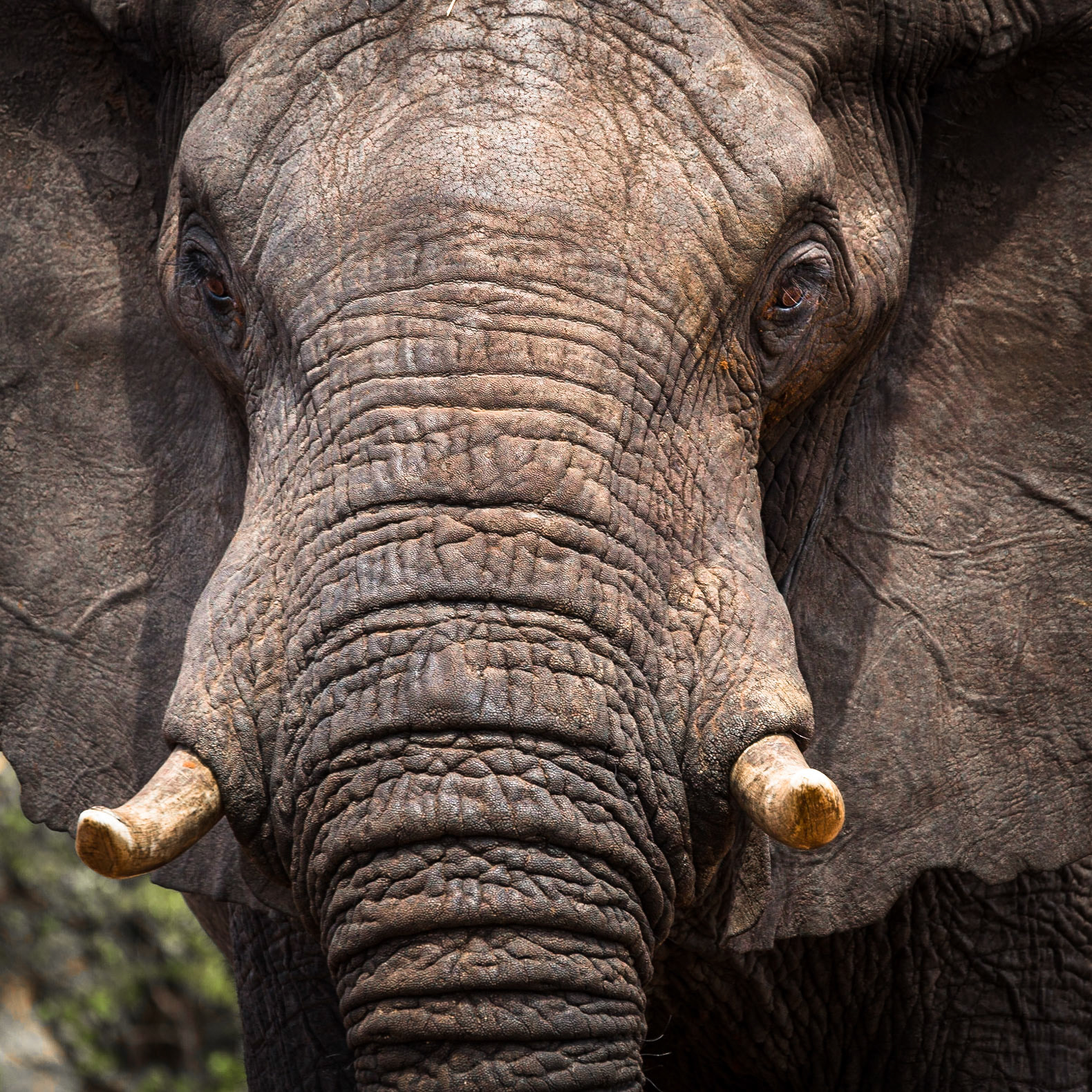 Elephant,  Savuti Marsh Area, Botswana