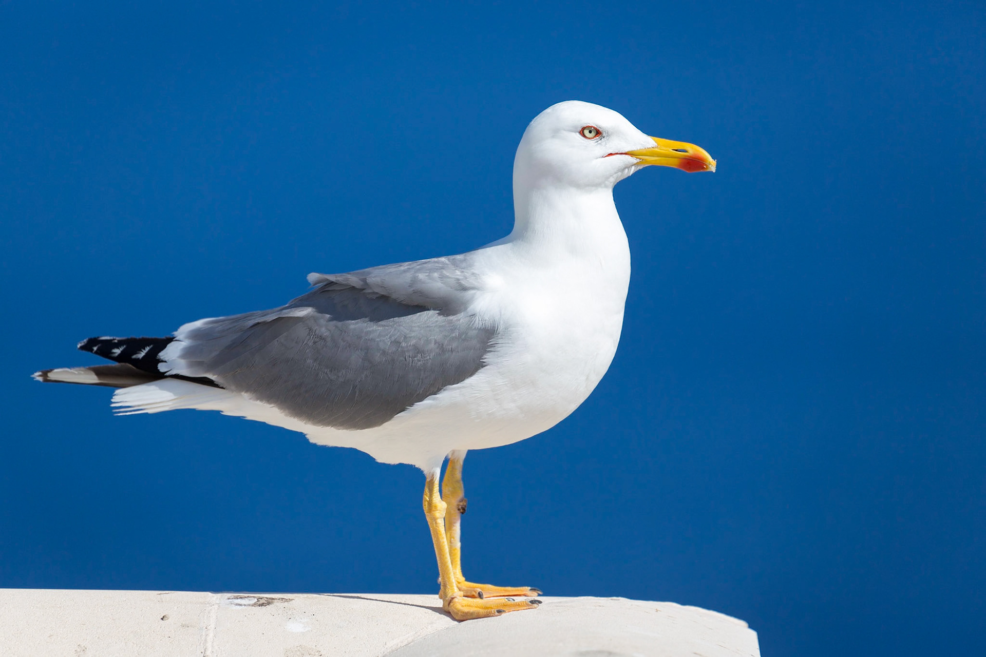 Seagull, Mallorca, Spain