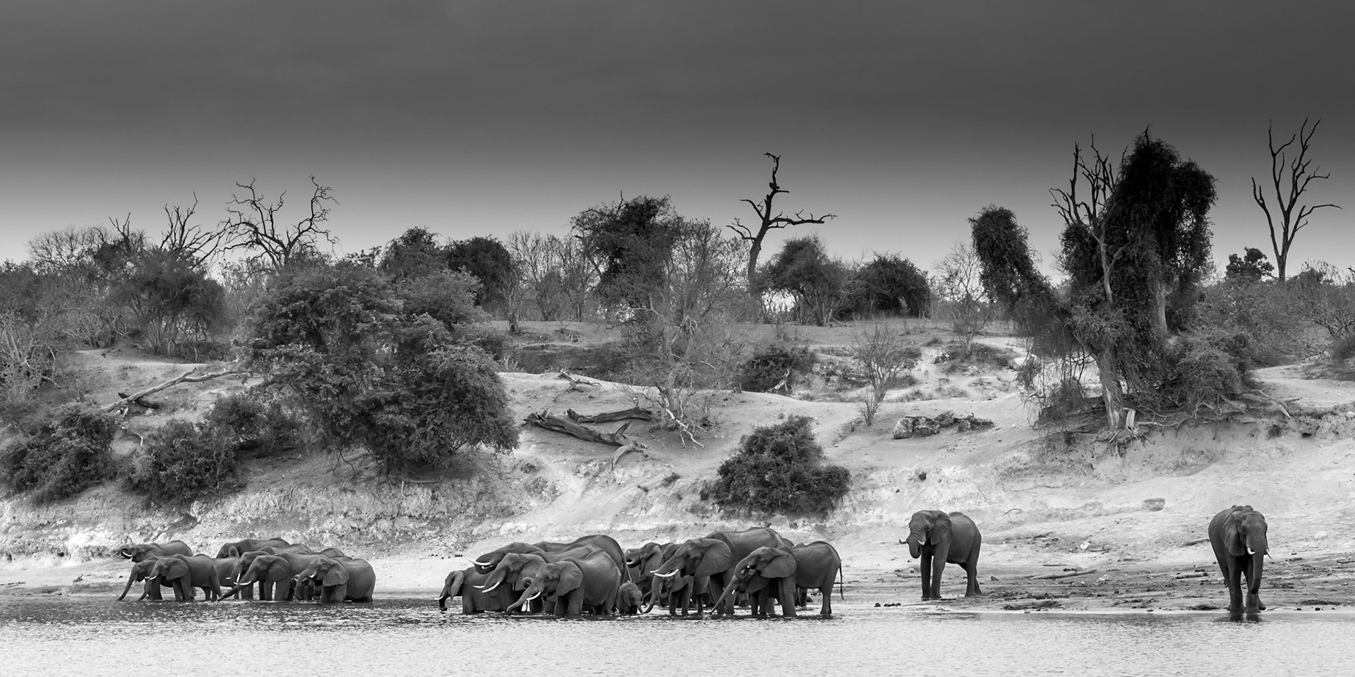 Elephants, Chobe National Park, Botswana