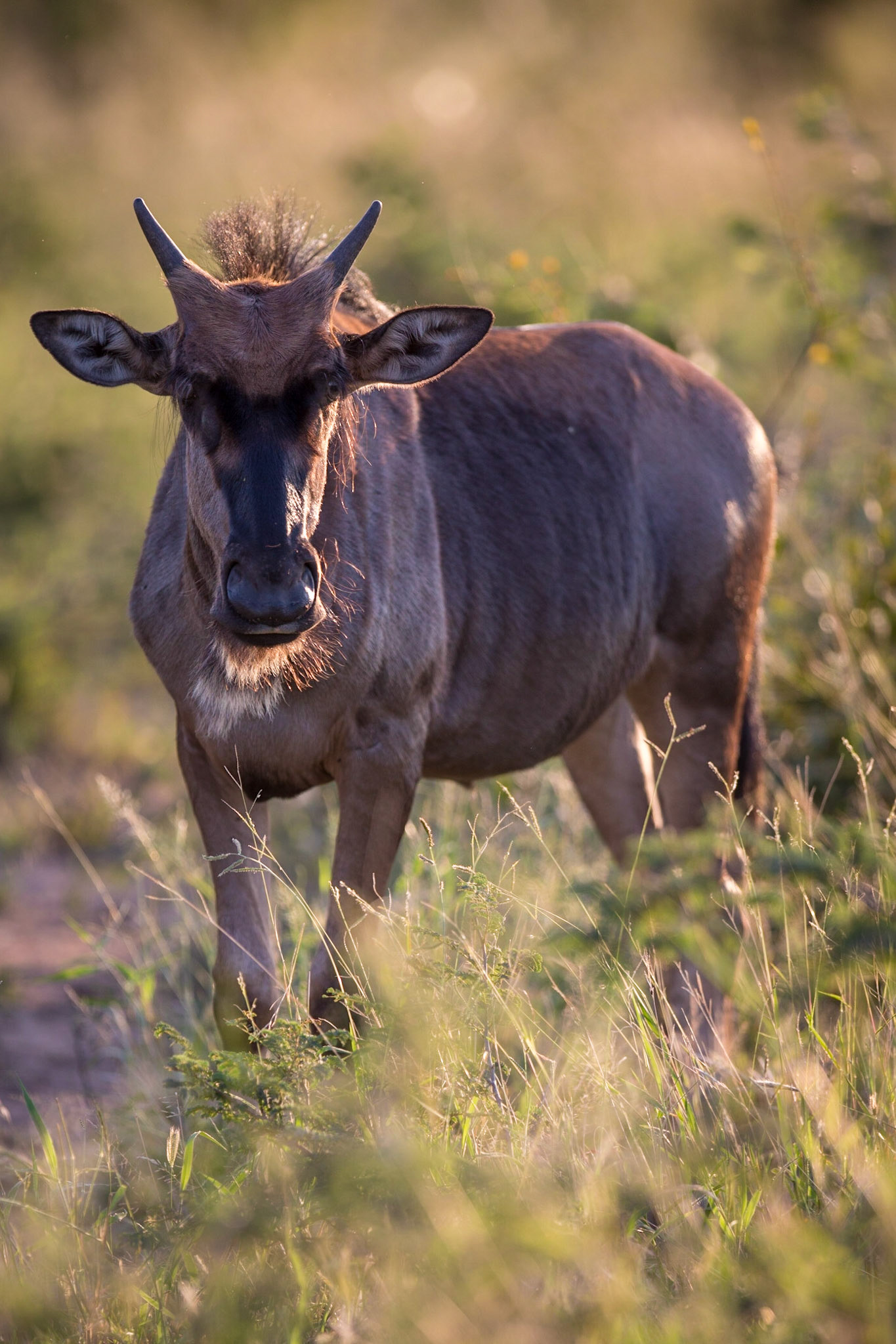Blue Wildebeest (Gnu), Timbavati Game Reserve, South Africa