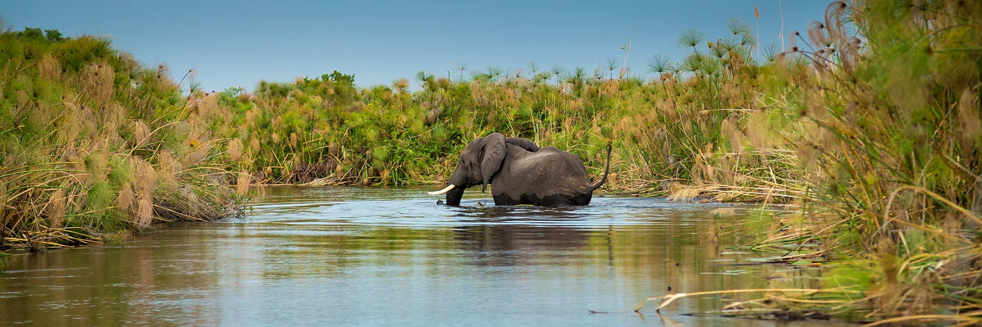 Elephant, Okavango Delta, Botswana