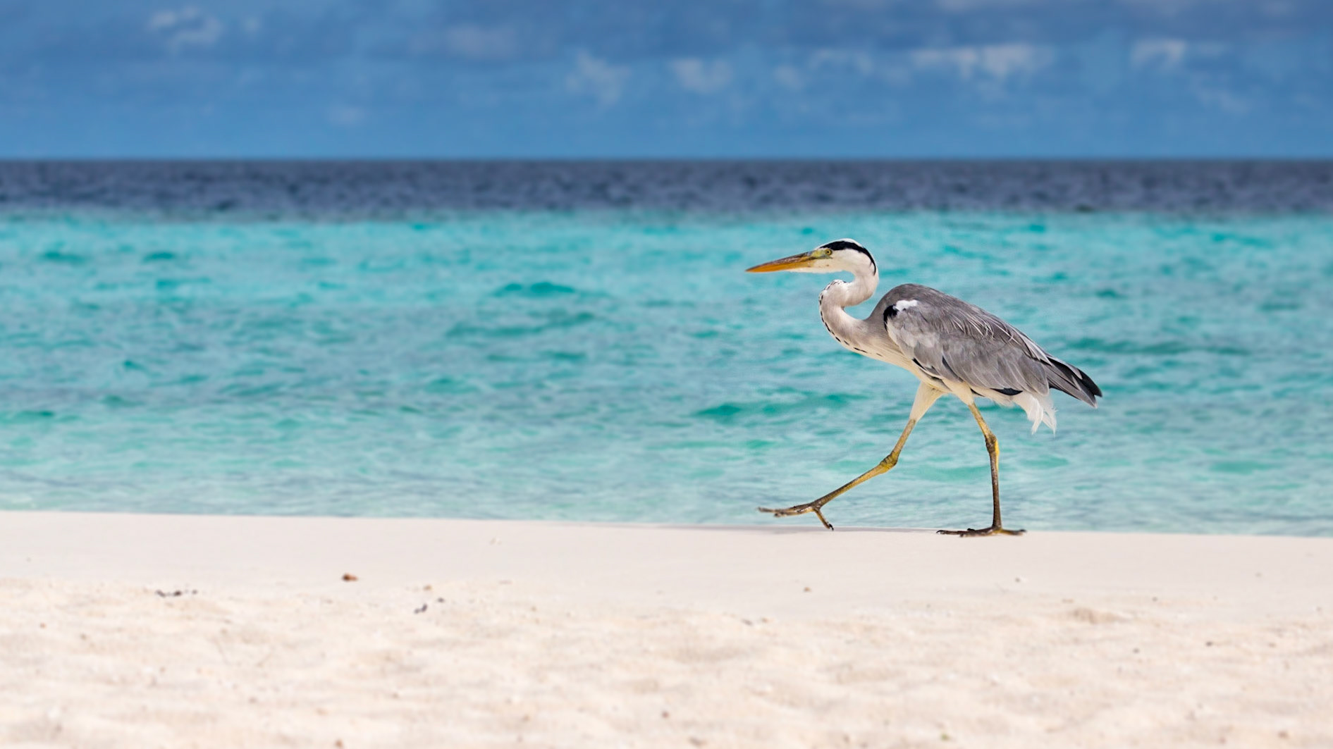 Grey Heron, Maldives