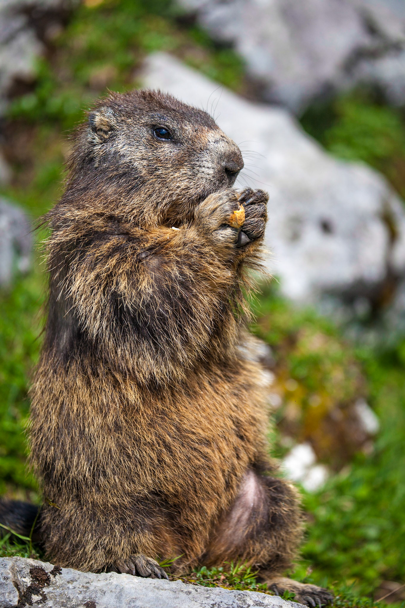 Alpine Marmot, Dachstein Mountains, Austria
