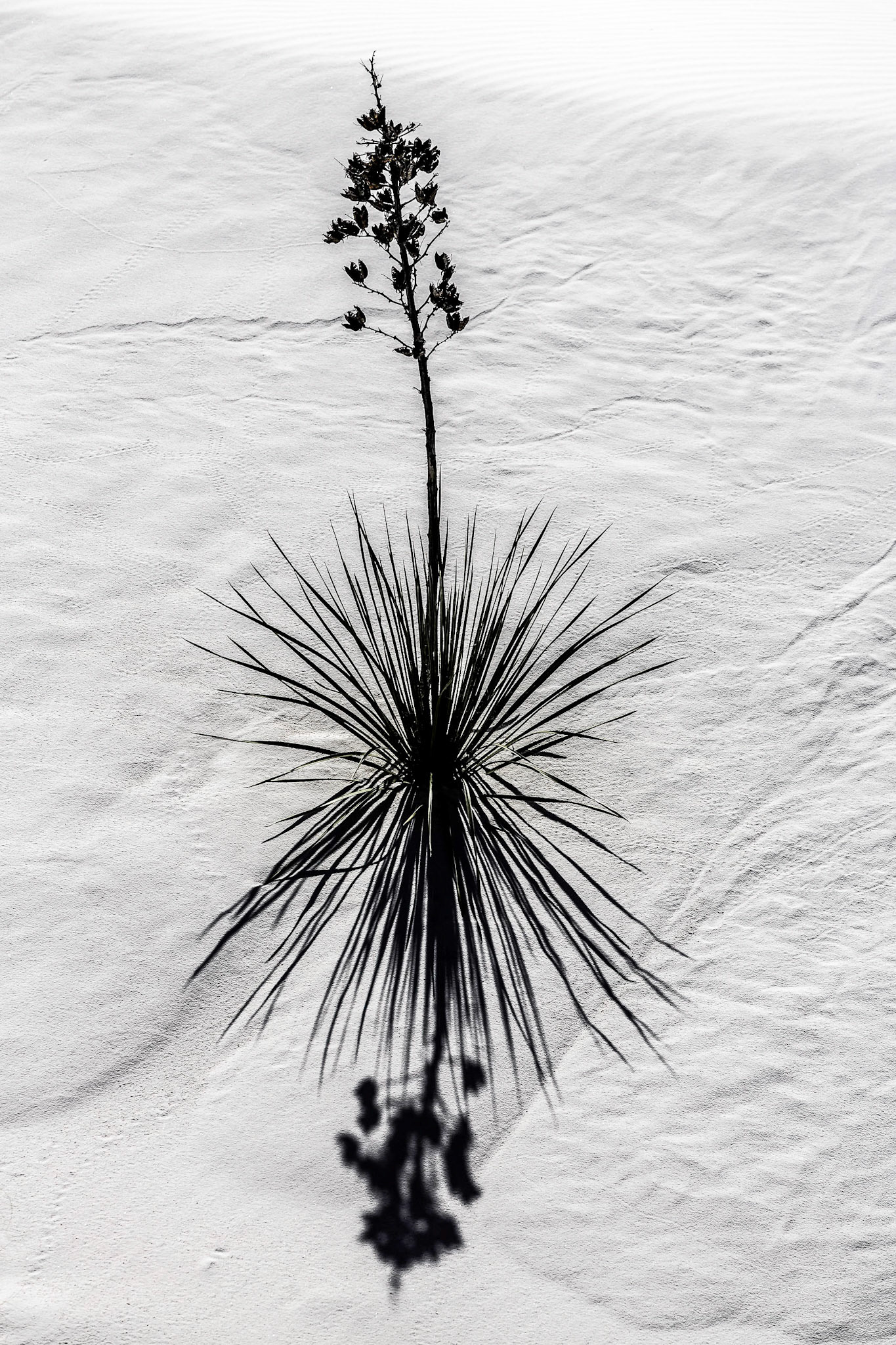 White Sands National Monument, New Mexico, USA