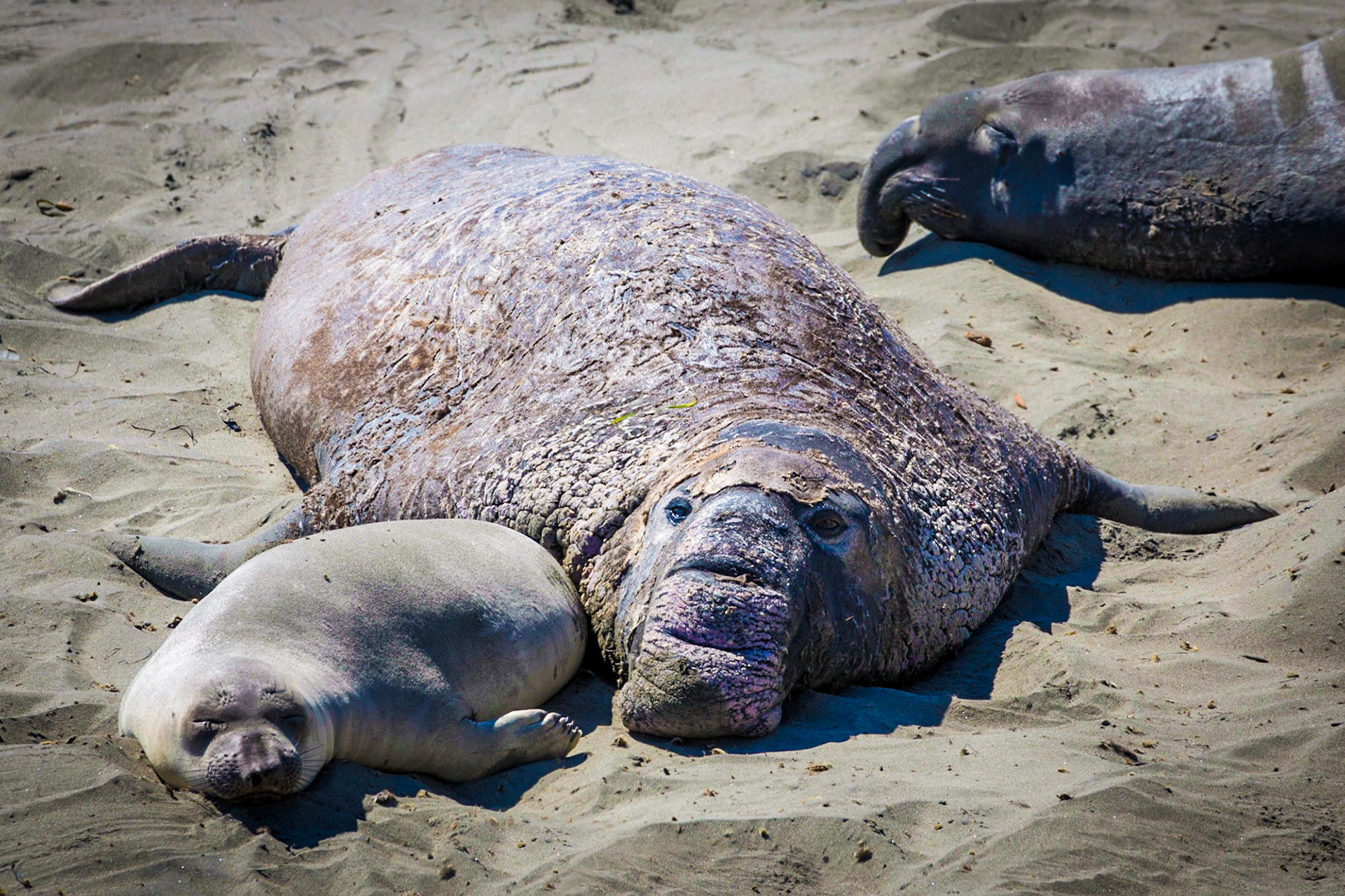 Elephant Seals, San Simeon, California, USA