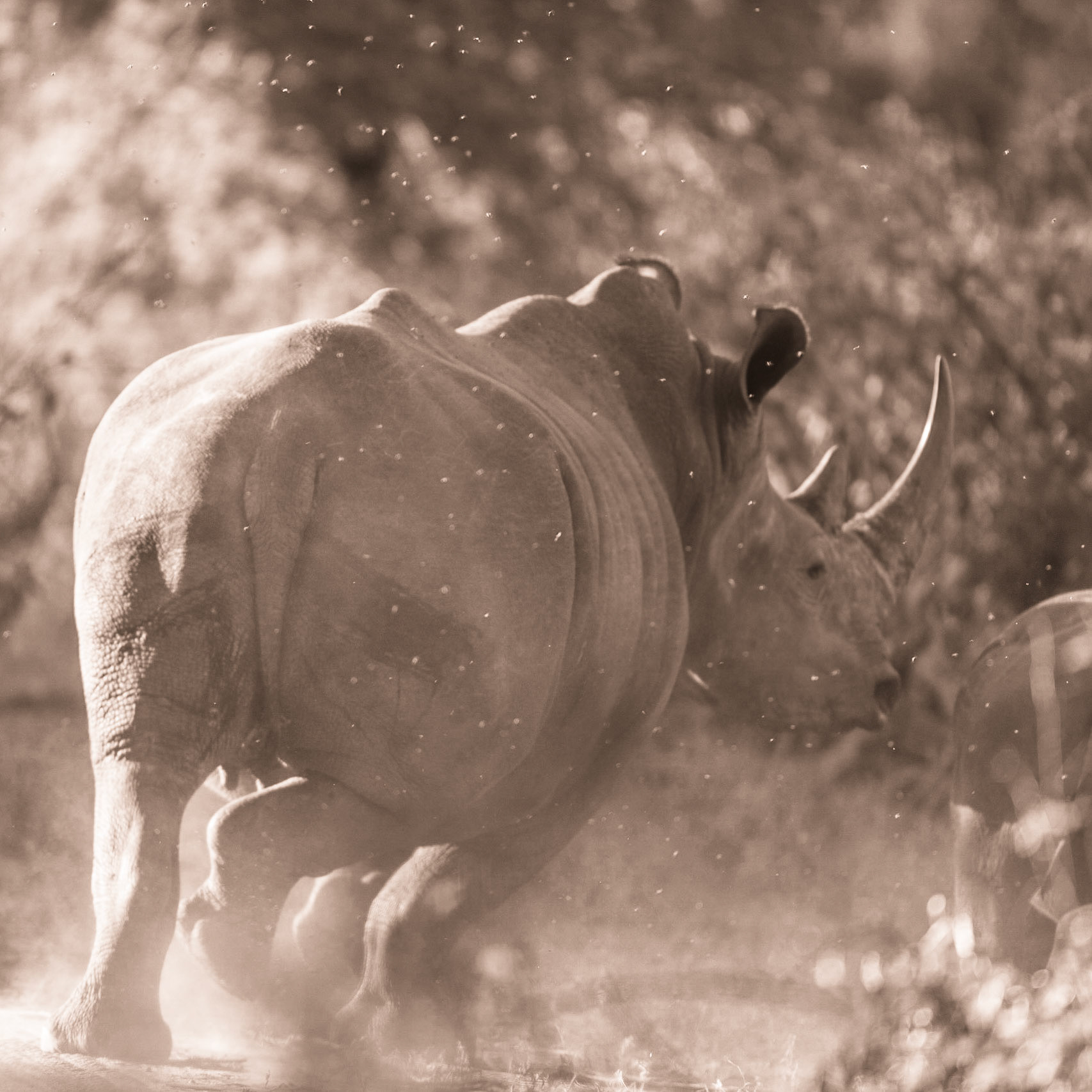 White Rhino, Timbavati Game Reserve, South Africa