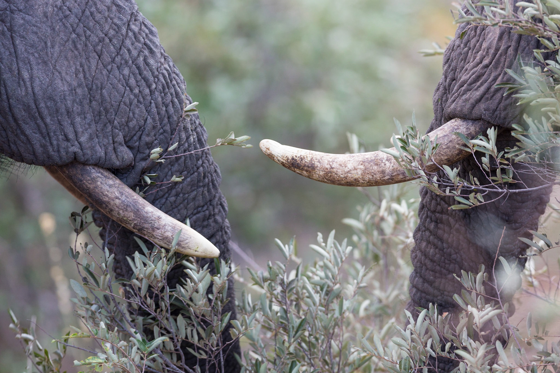 Elephants, Klaserie Game Reserve, South Africa