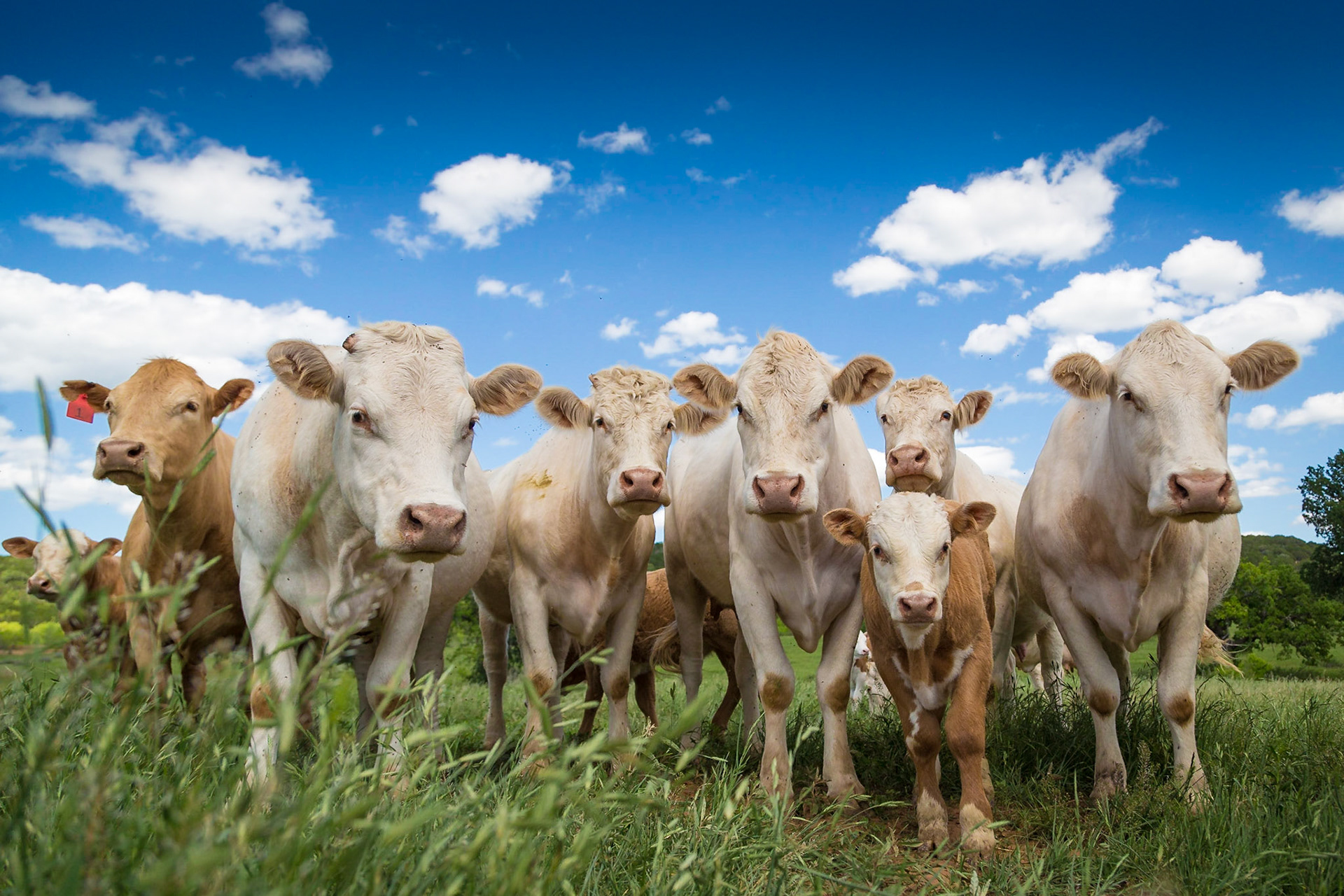 Charolais Cattle, Graham, Texas, USA