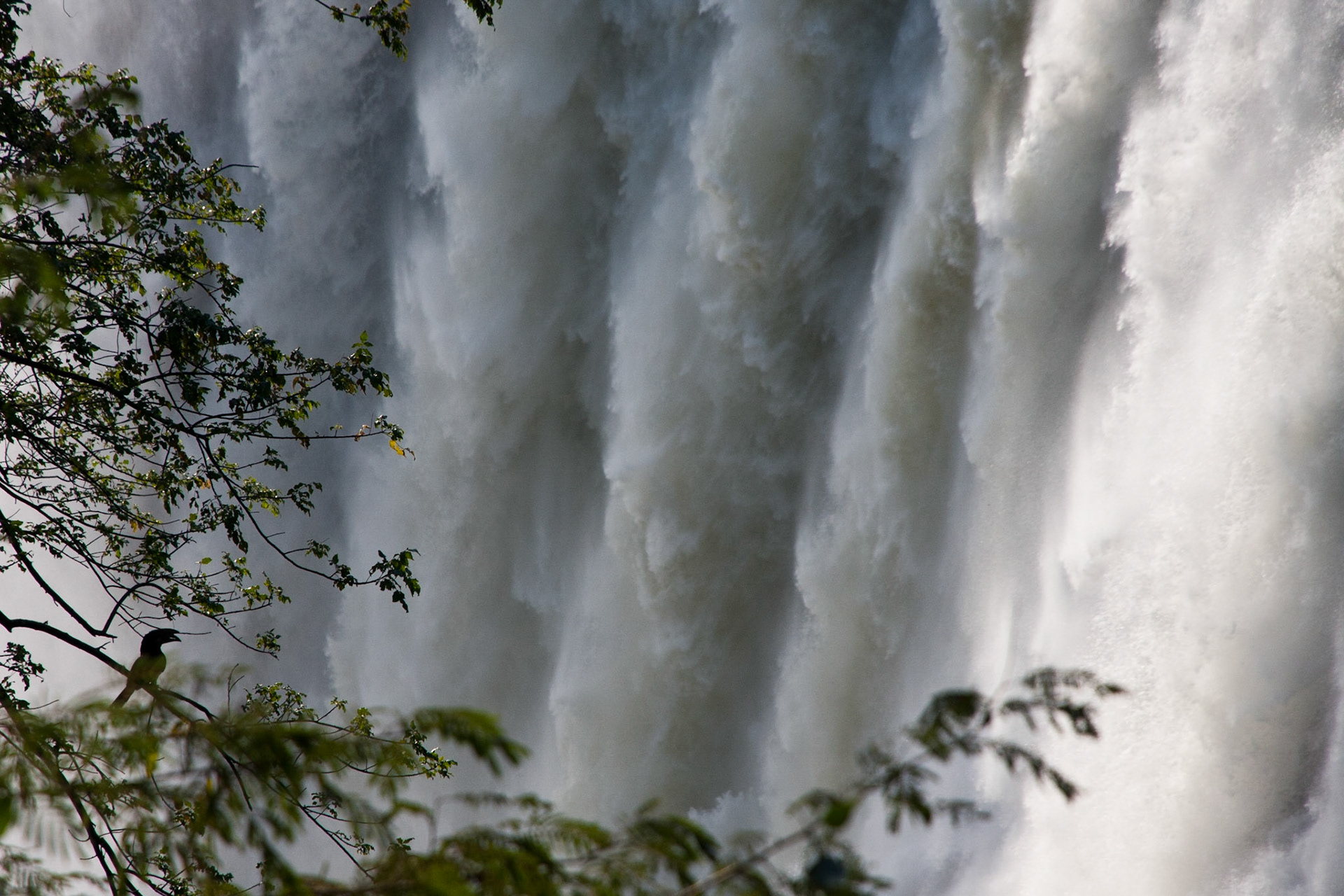 Toucan in front of Victoria Falls, Zambia
