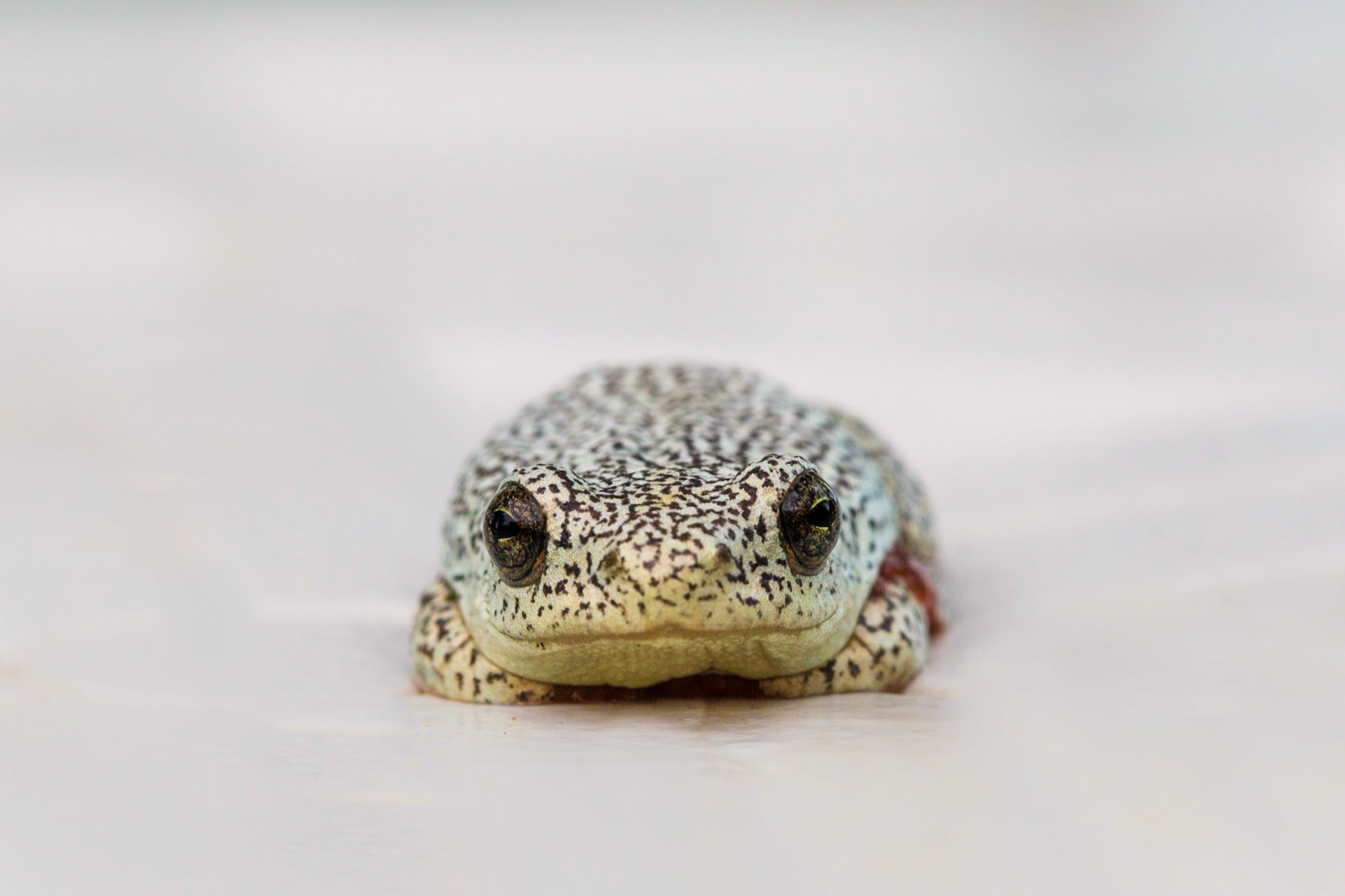 Reed Frog, Okavango Delta, Botswana