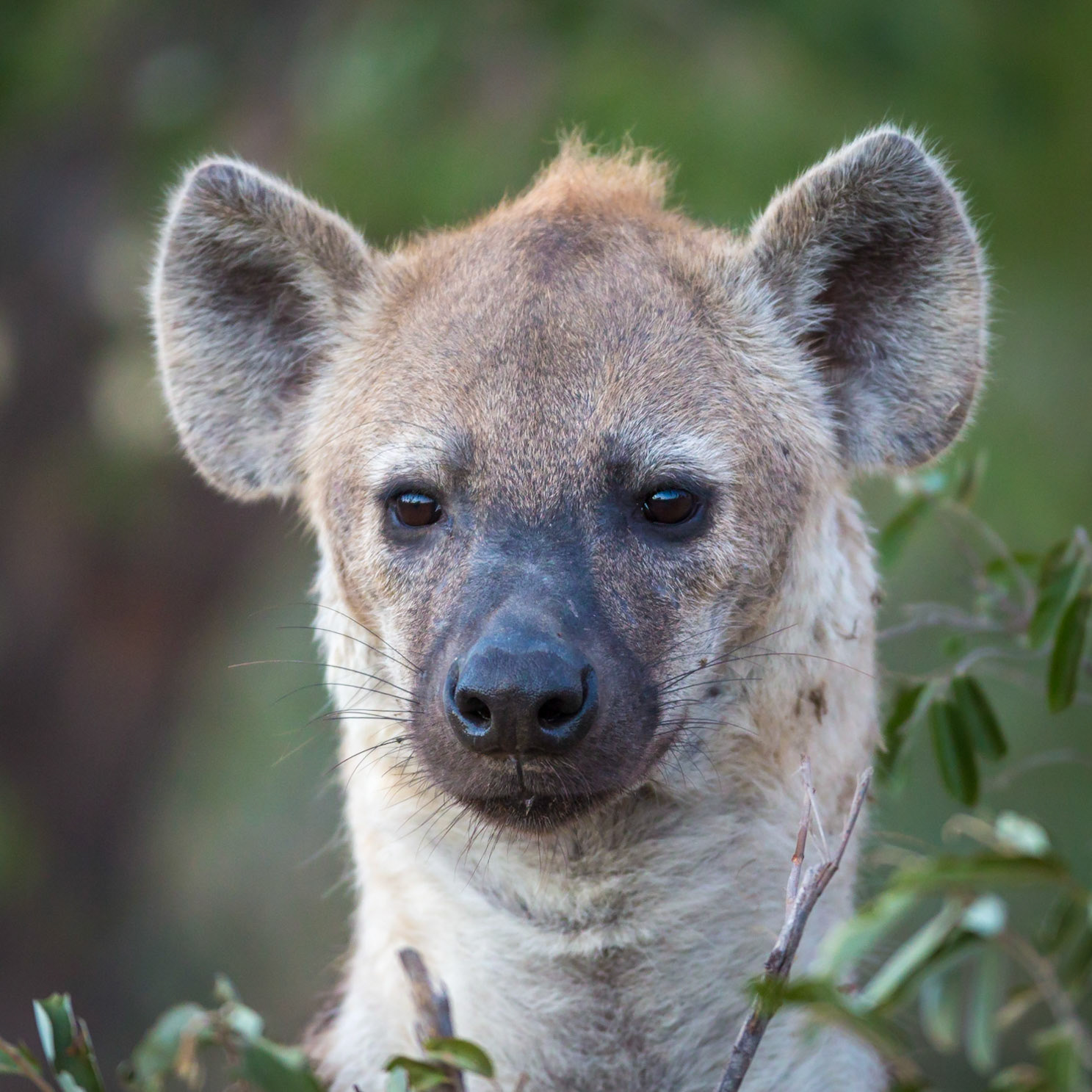 Young Spotted Hyena, Timbavati Game Reserve, South Africa