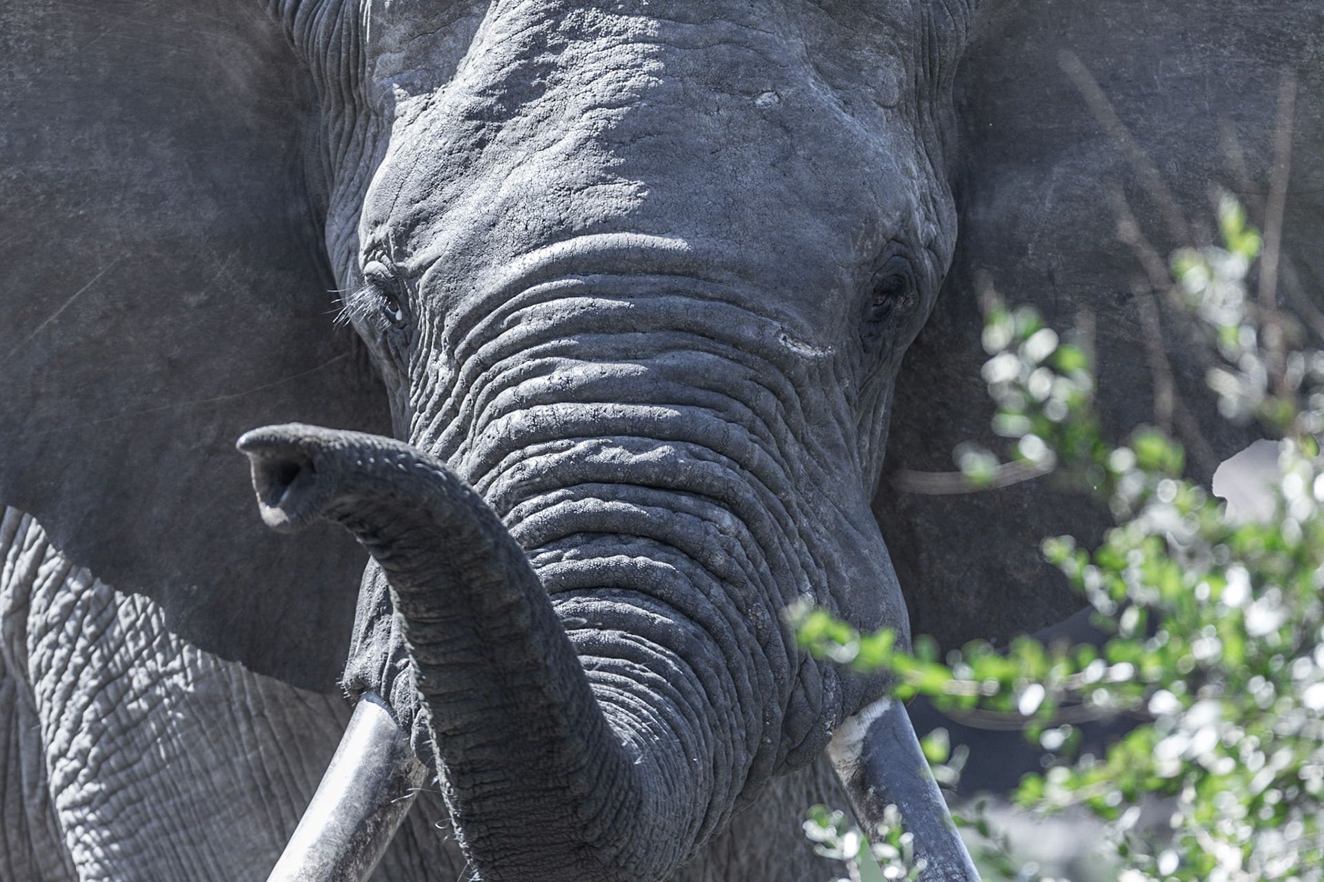 Elephant, Manyeleti Game Reserve, South Africa