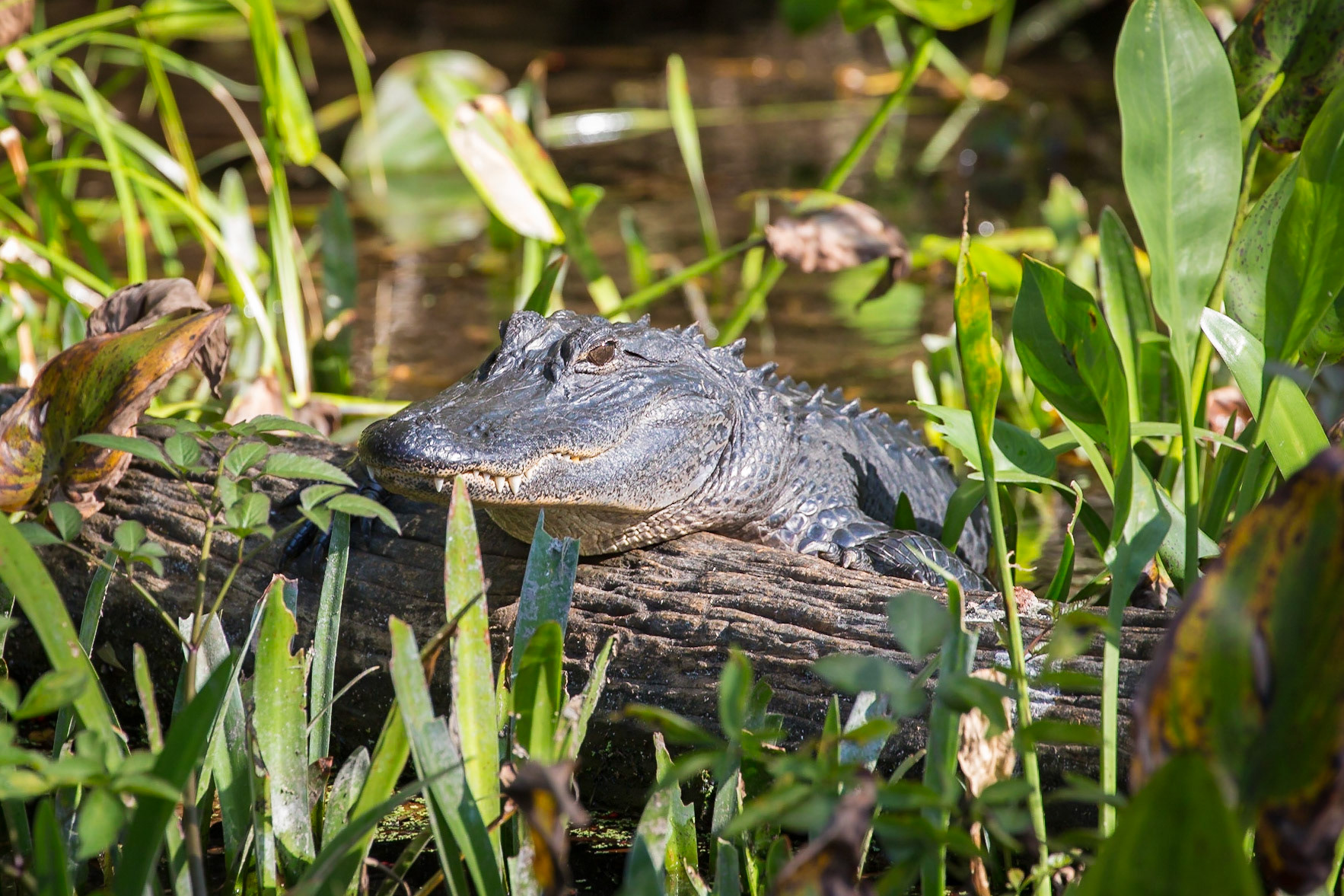 Alligator, Wakulla Springs, Florida, USA
